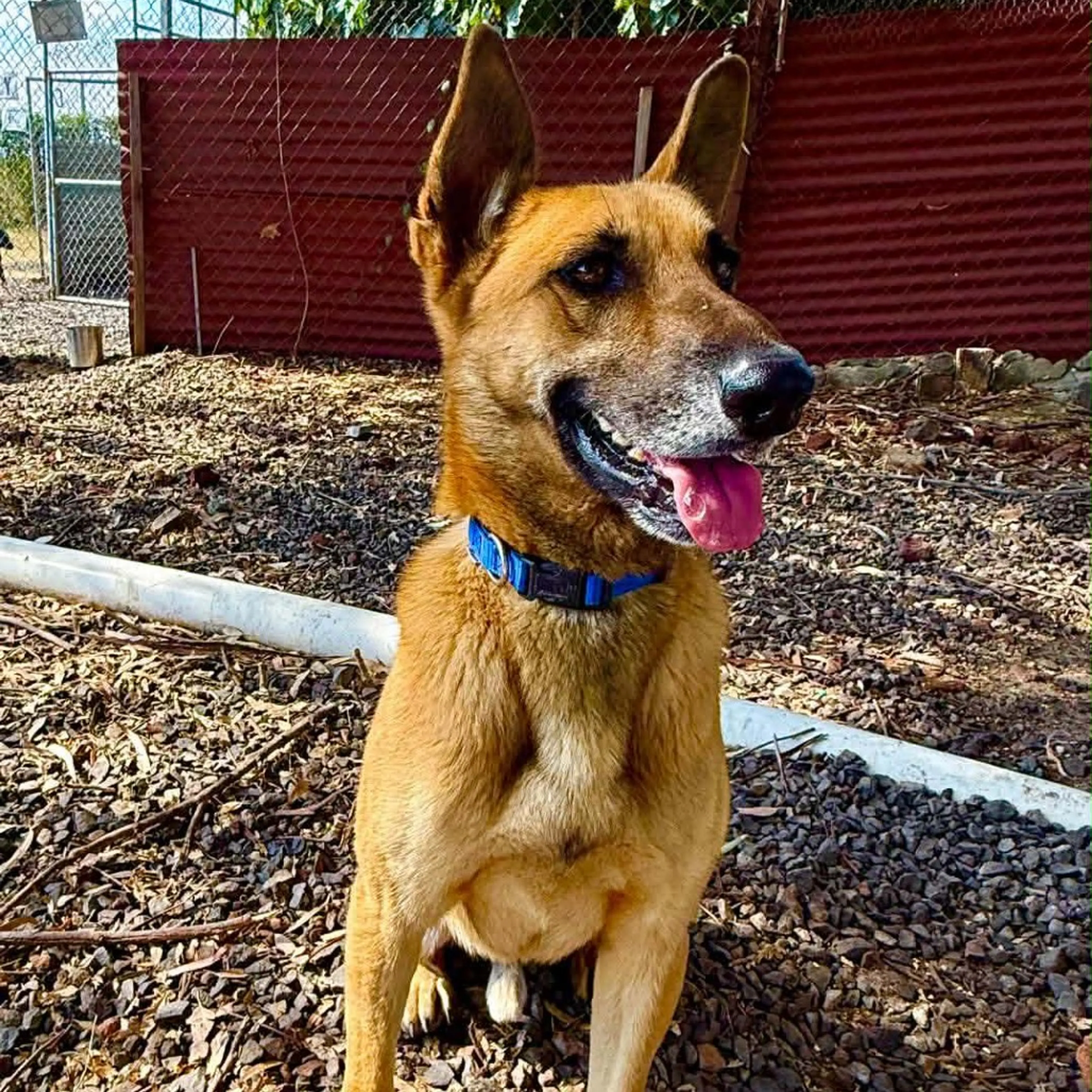 Found pet-3