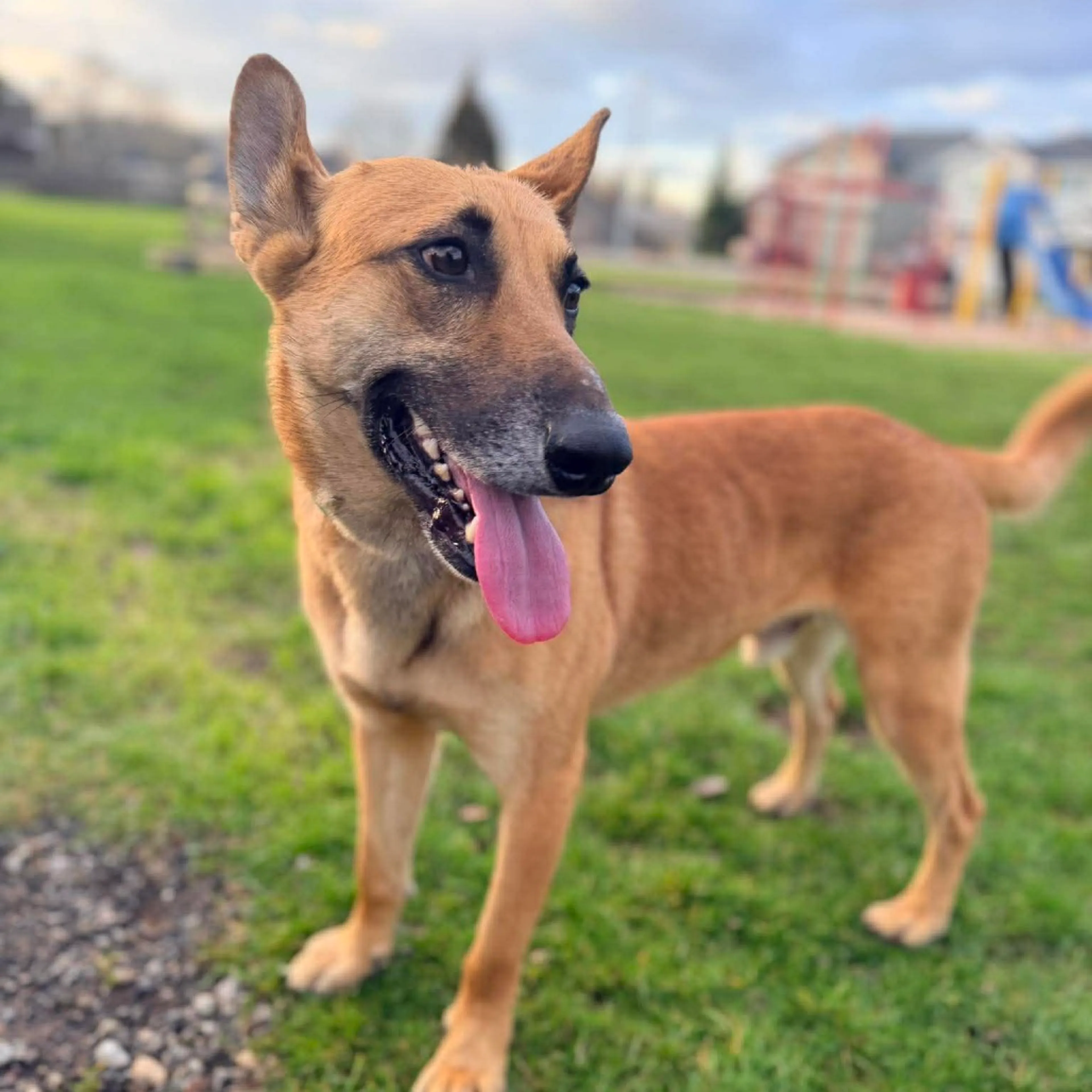 Found pet-11