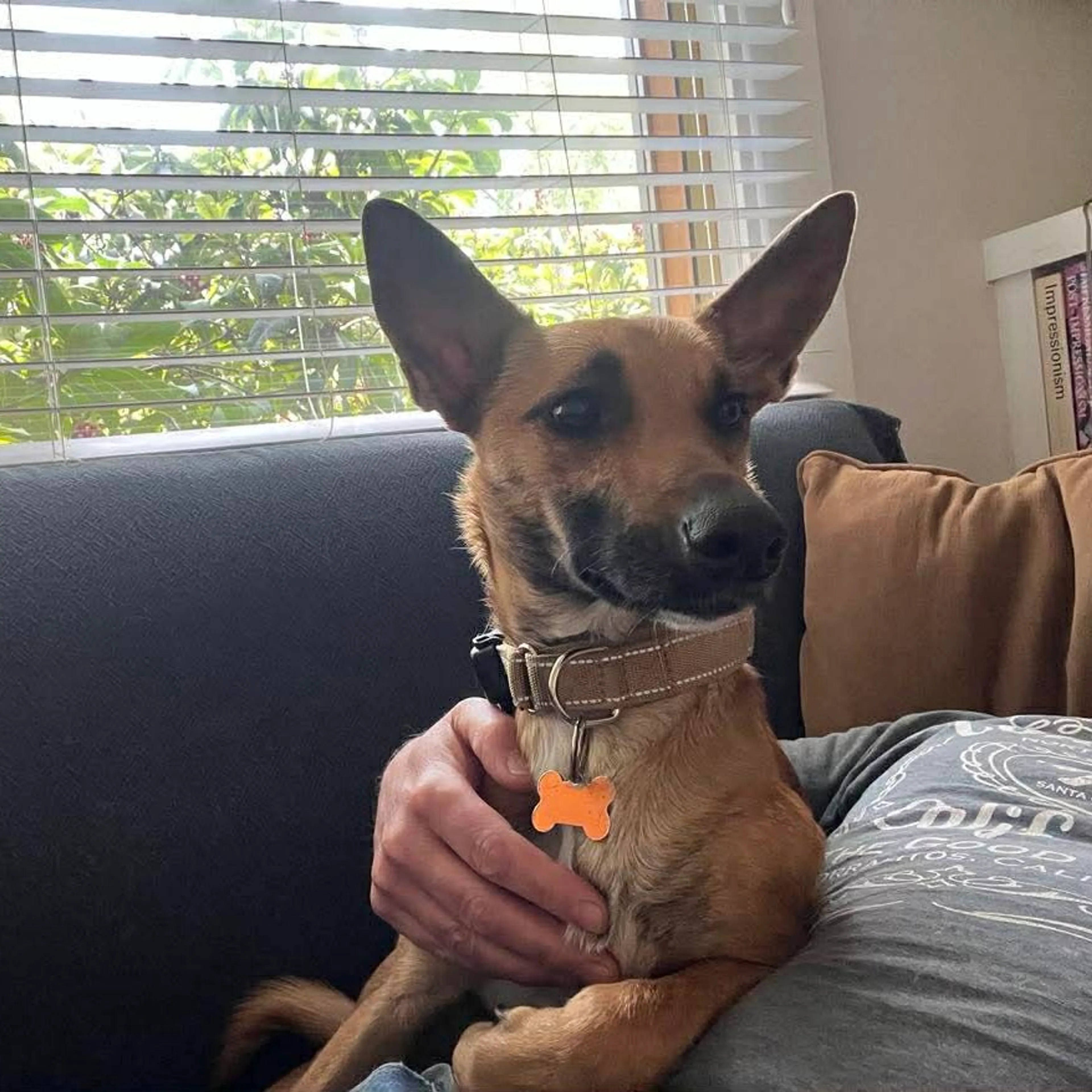Found pet-8