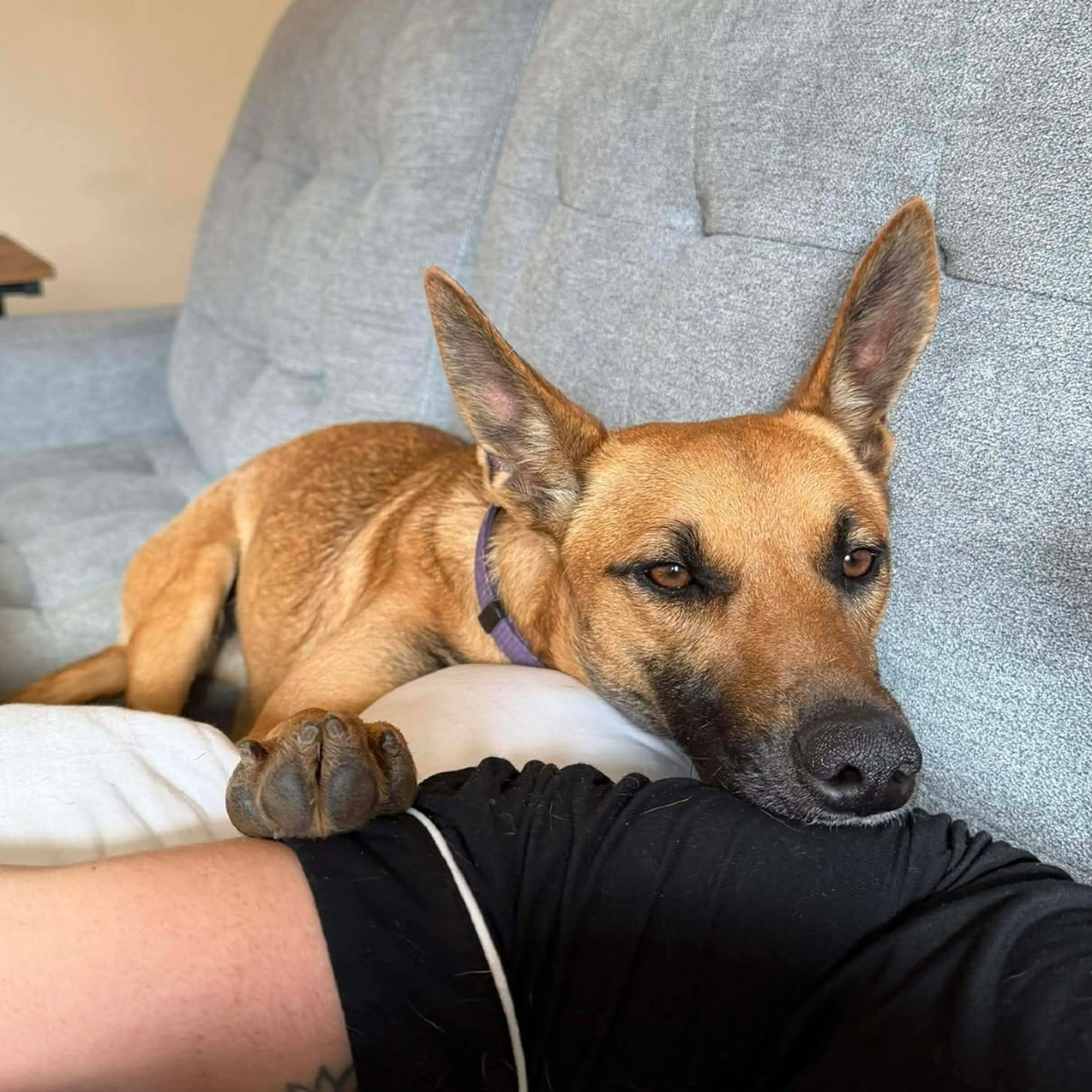 Found pet-5