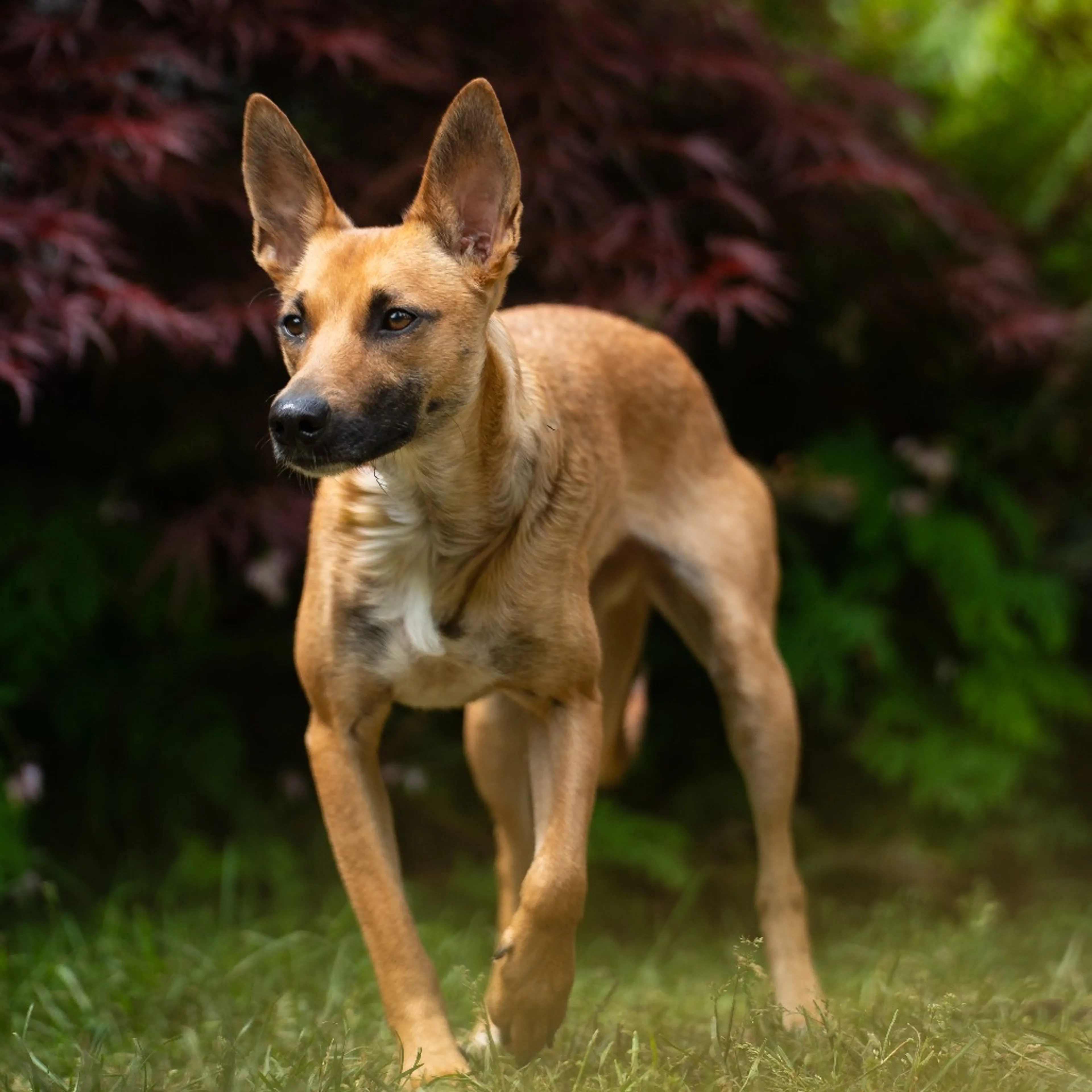 Found pet-12