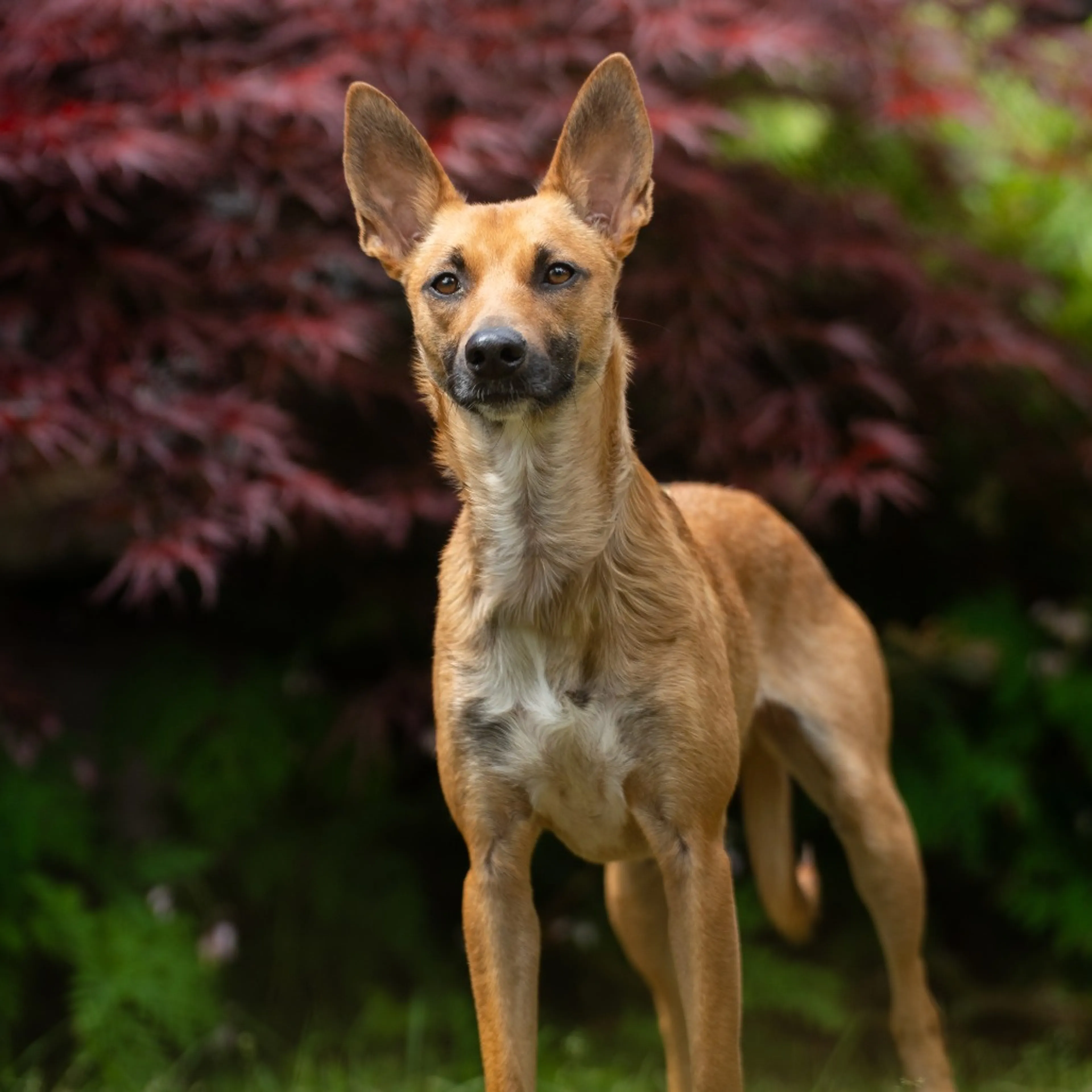 Found pet-11