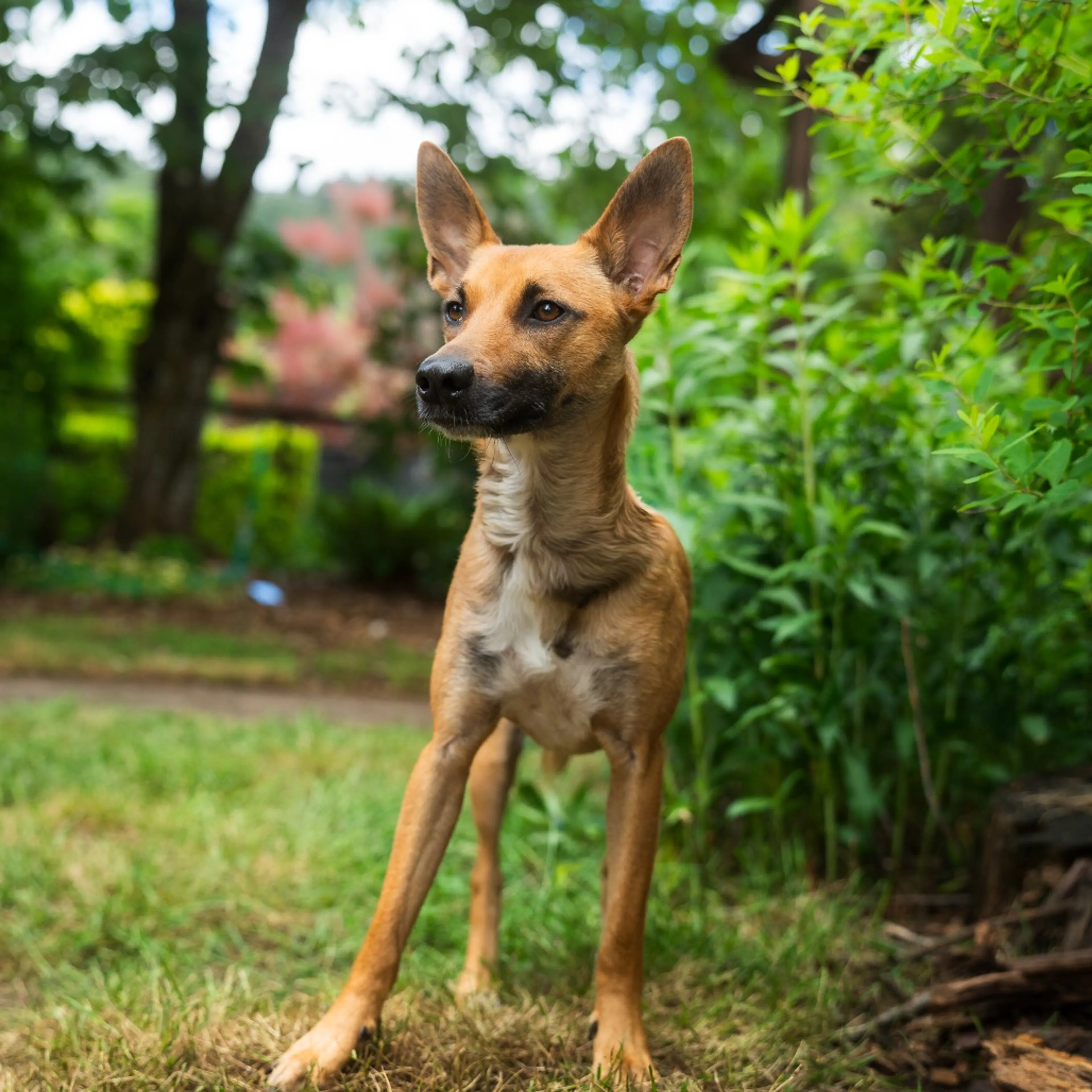 Found pet-20