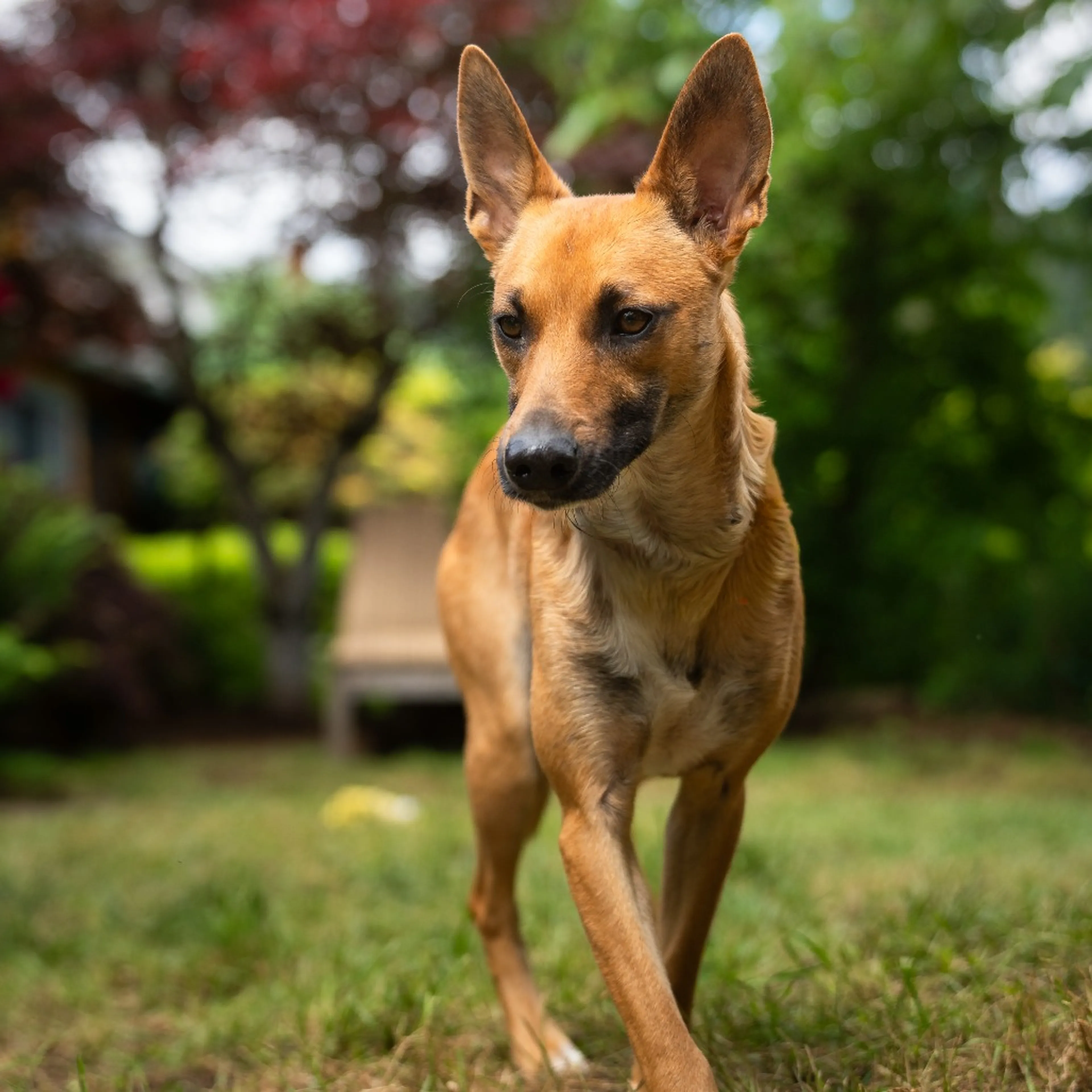Found pet-18