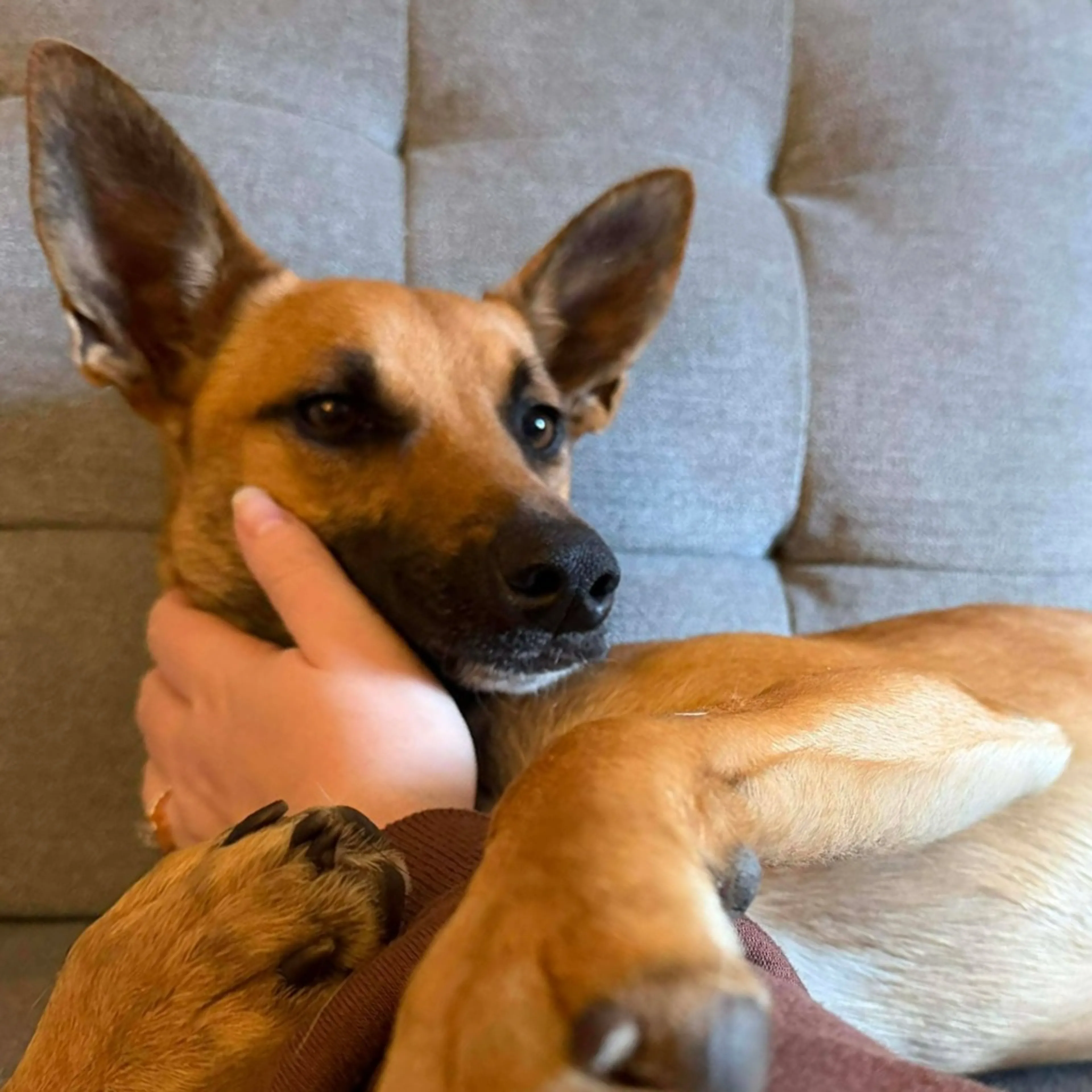 Found pet-4