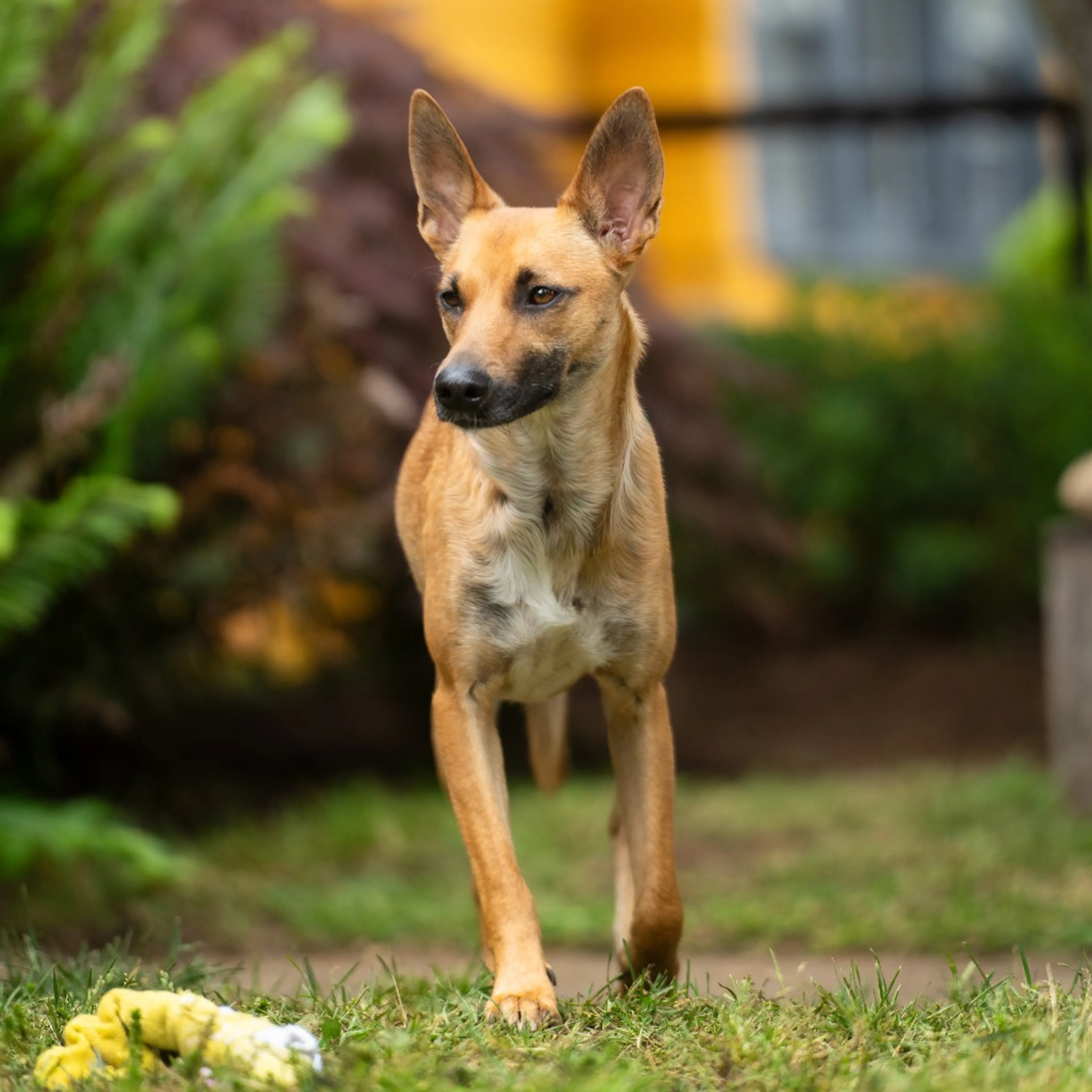 Found pet-14