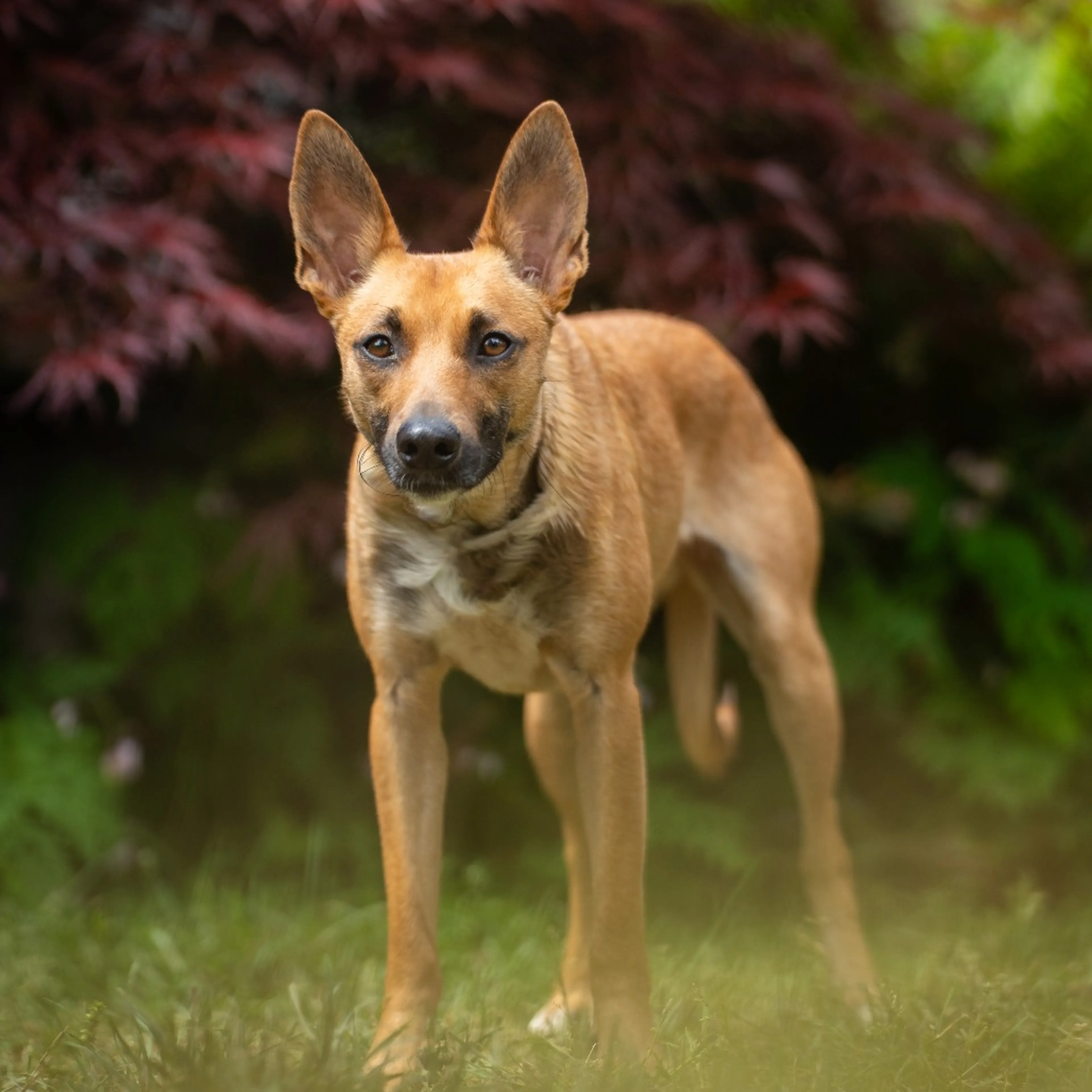 Found pet-19