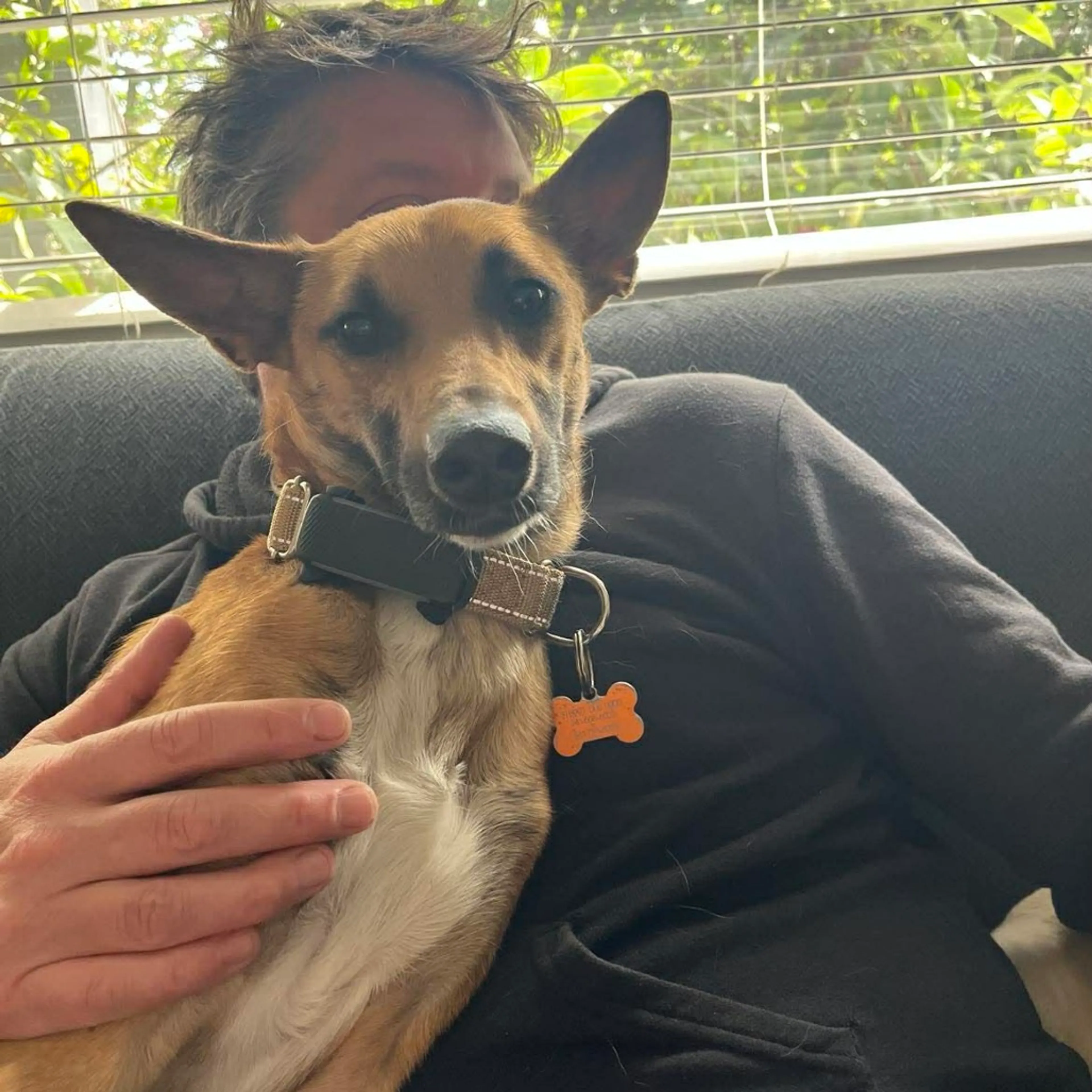 Found pet-9