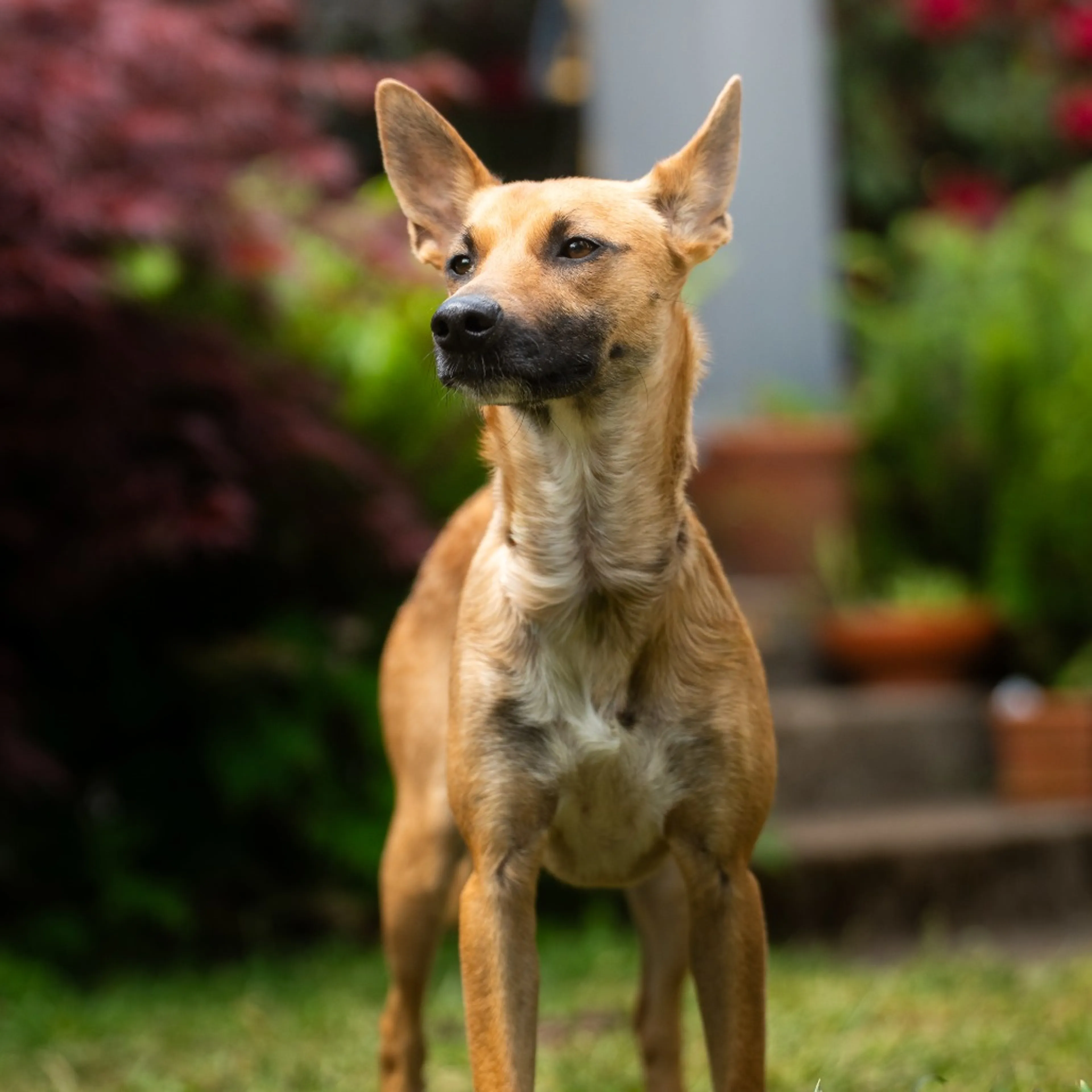 Found pet-13