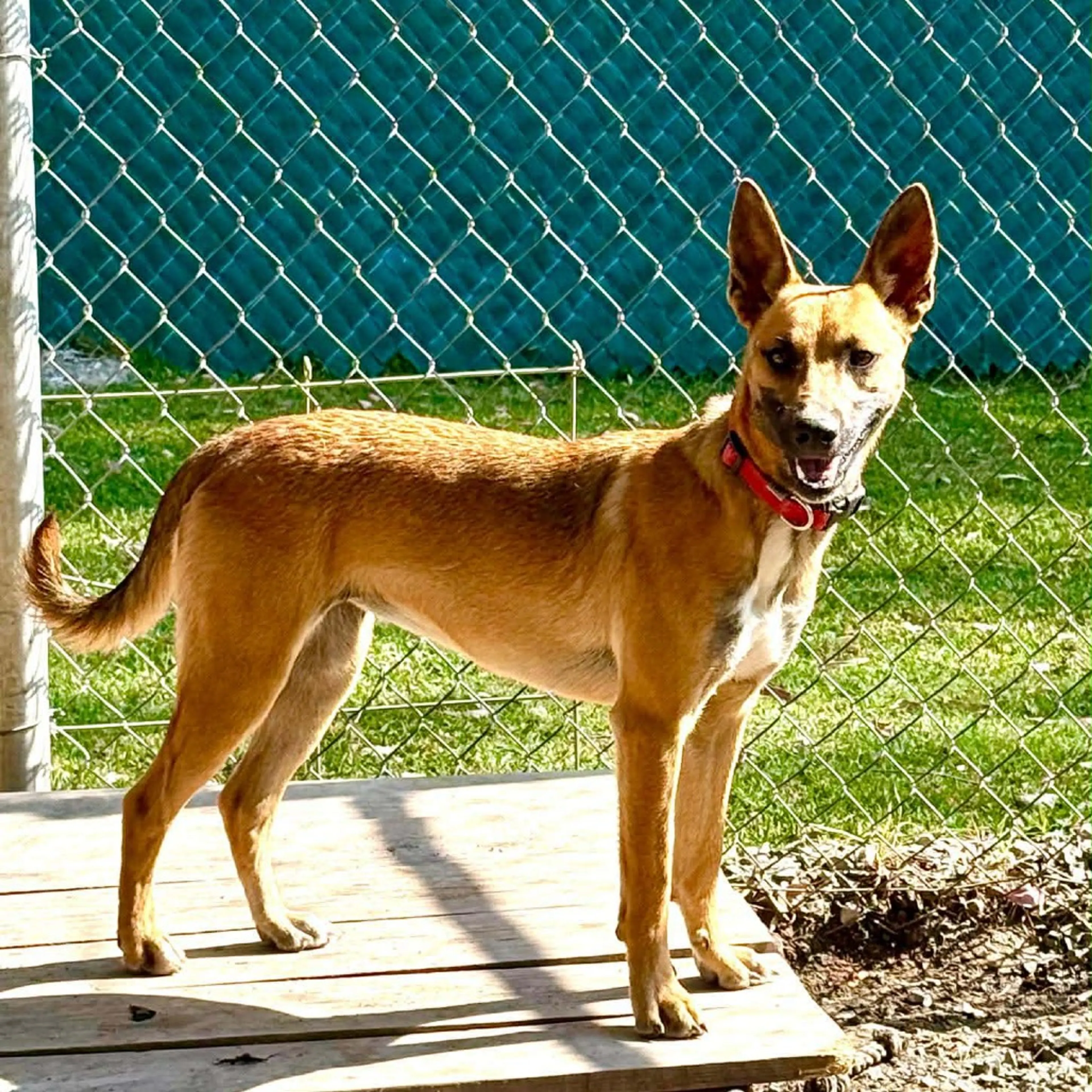 Found pet-2