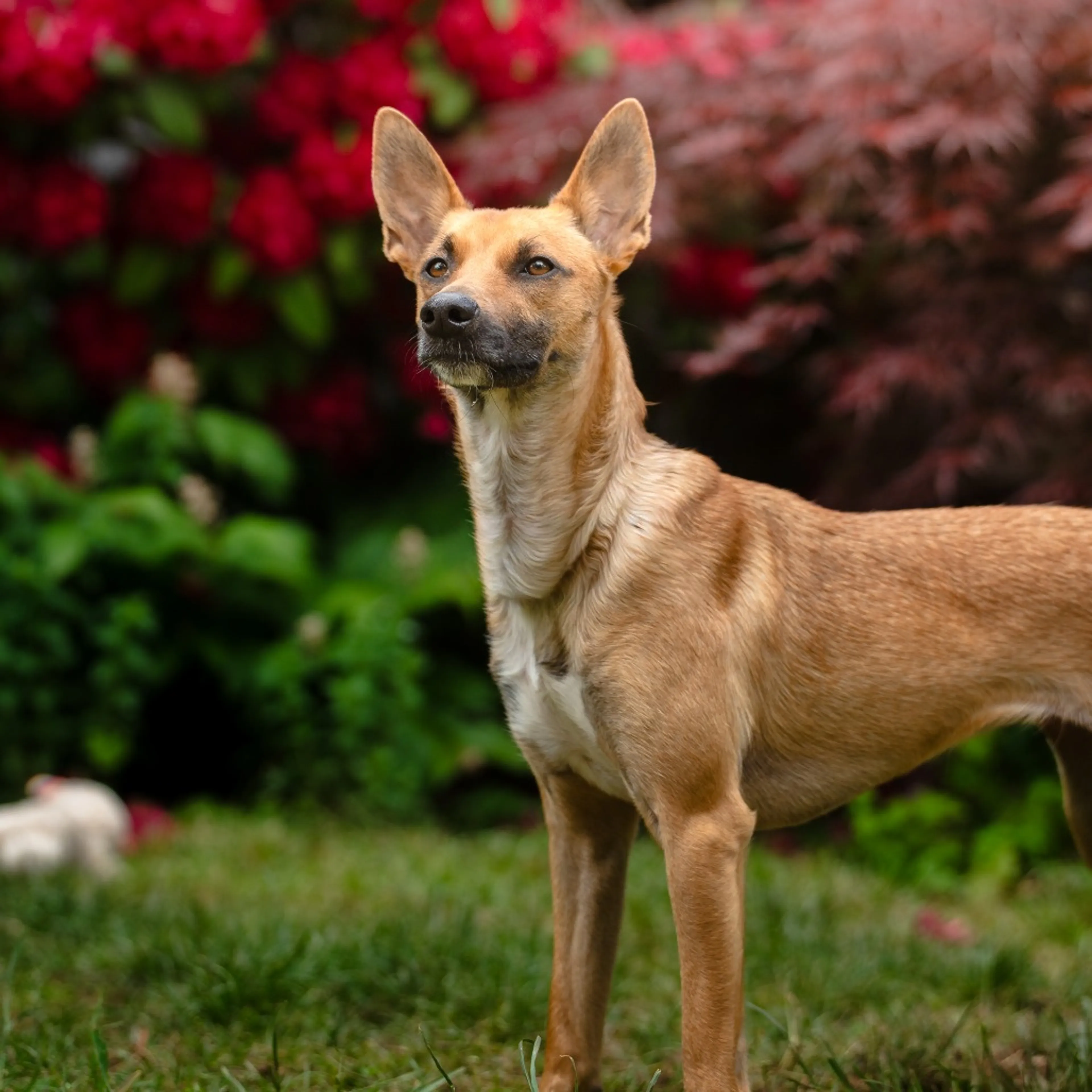 Found pet-21