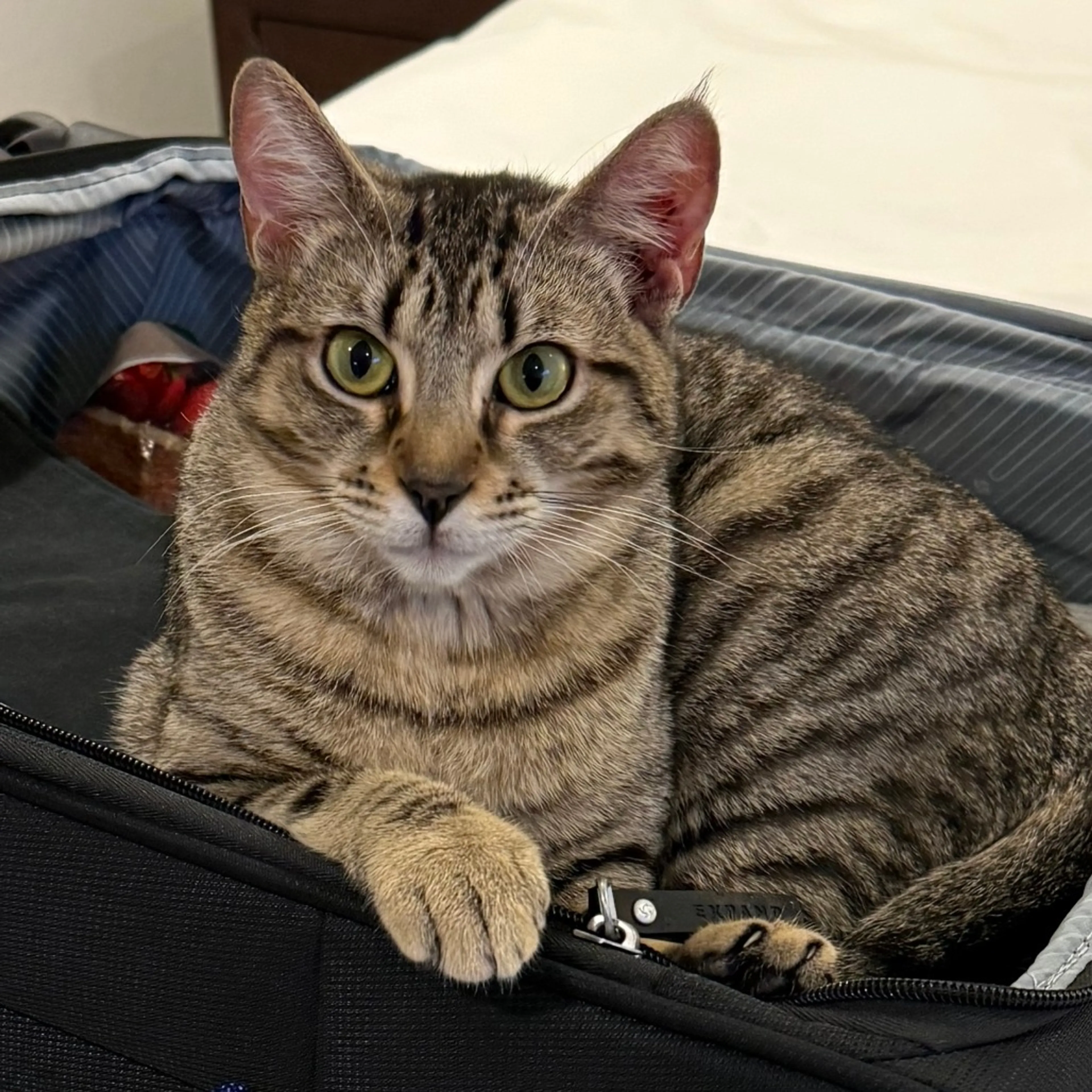 Found pet-1