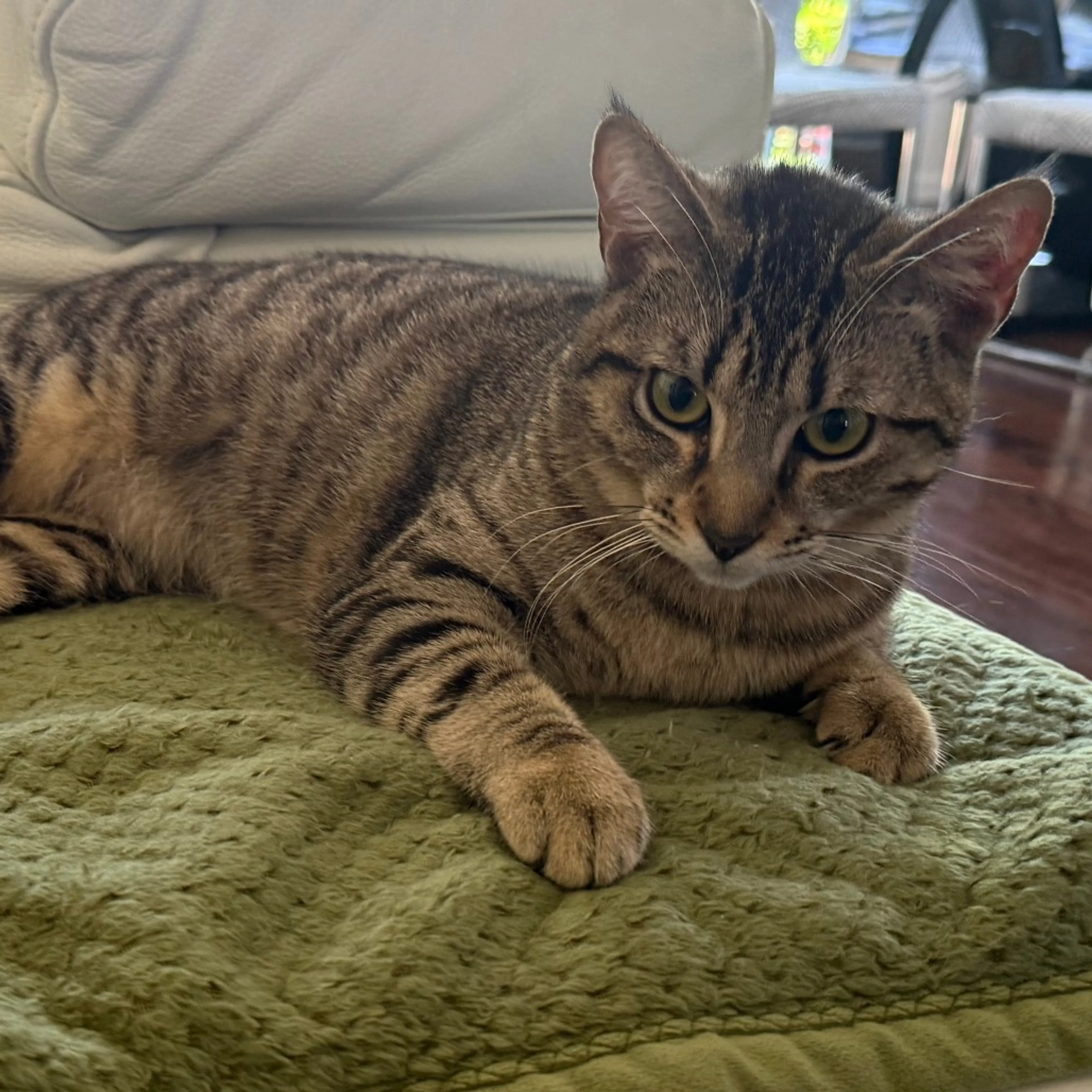 Found pet-2