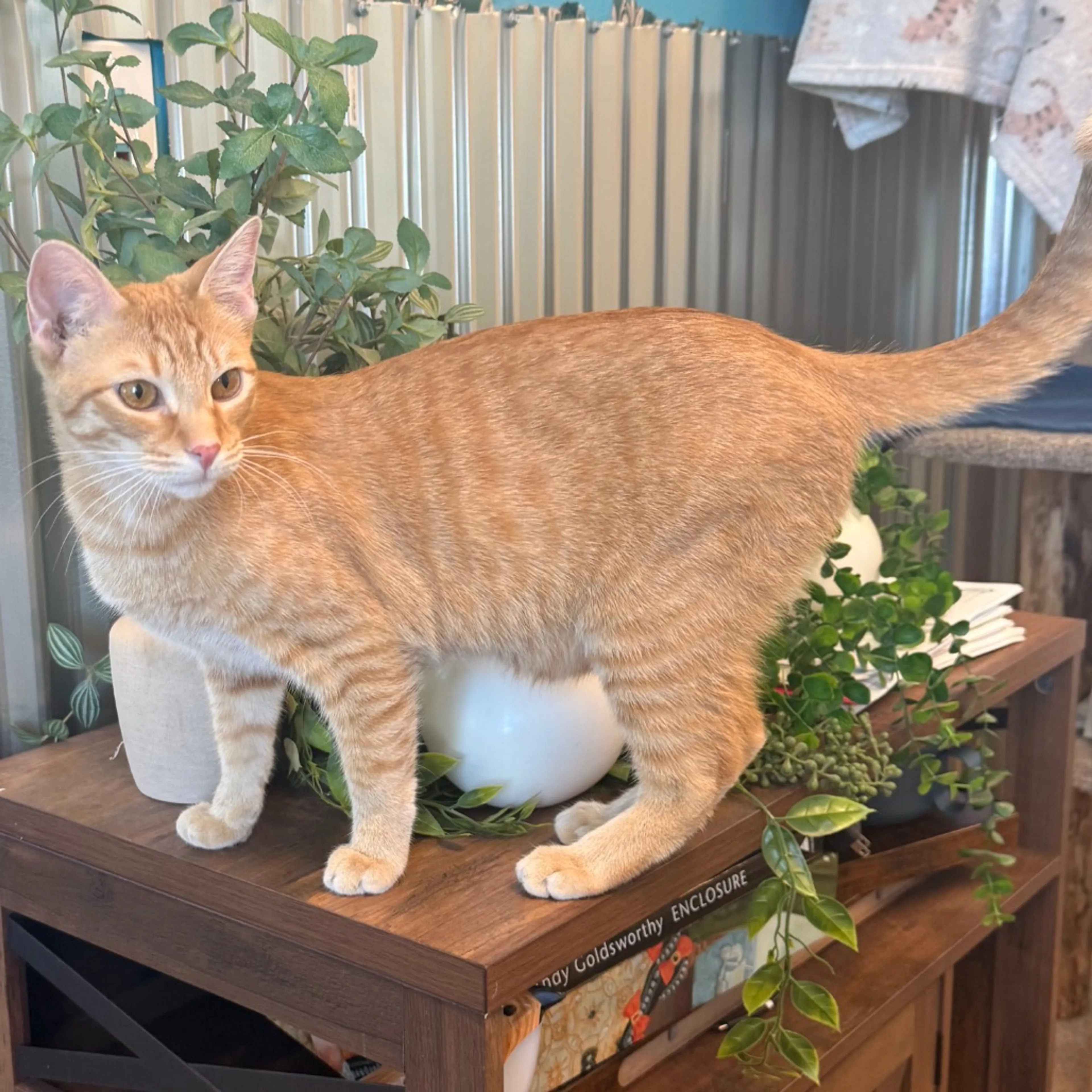 Found pet-10