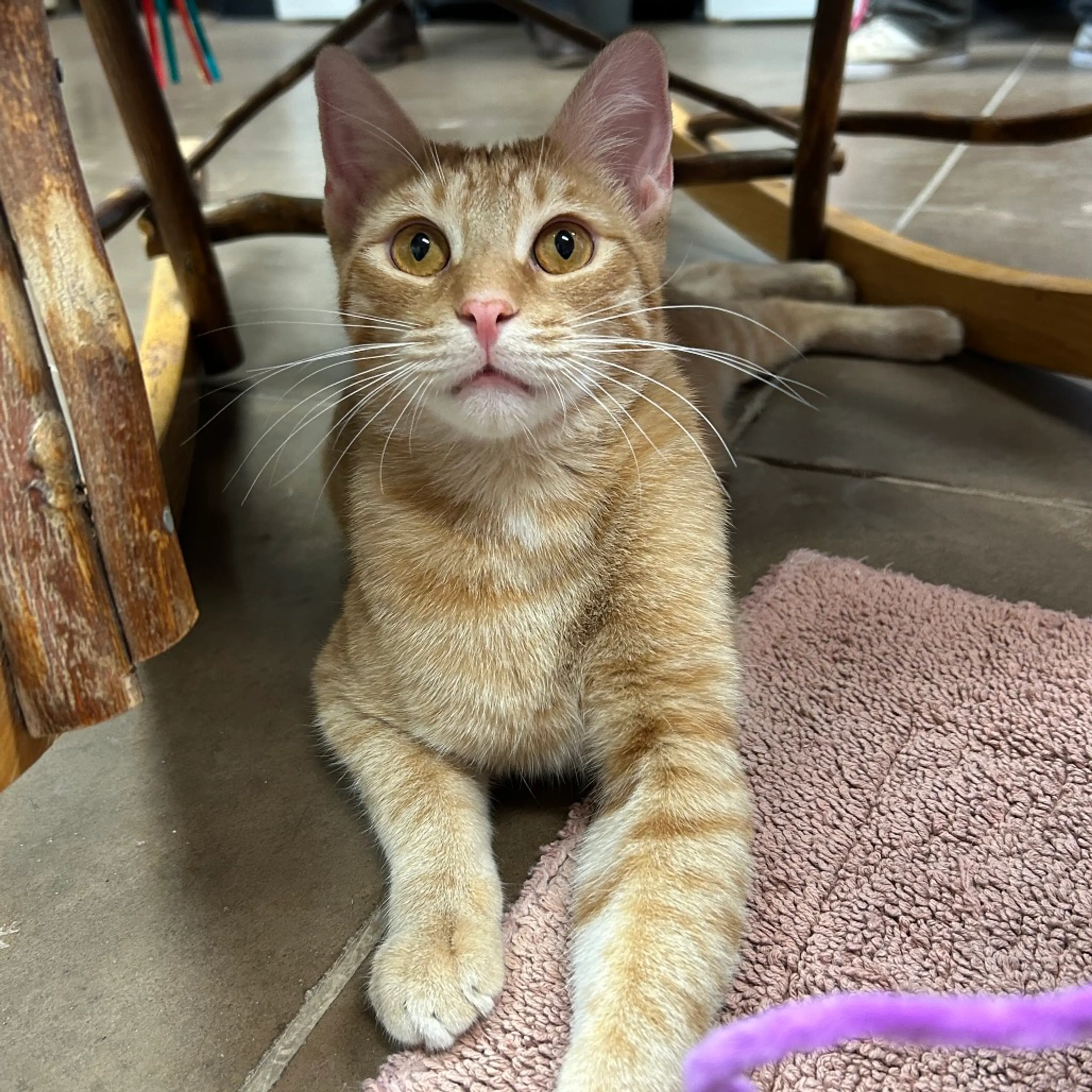 Found pet-9