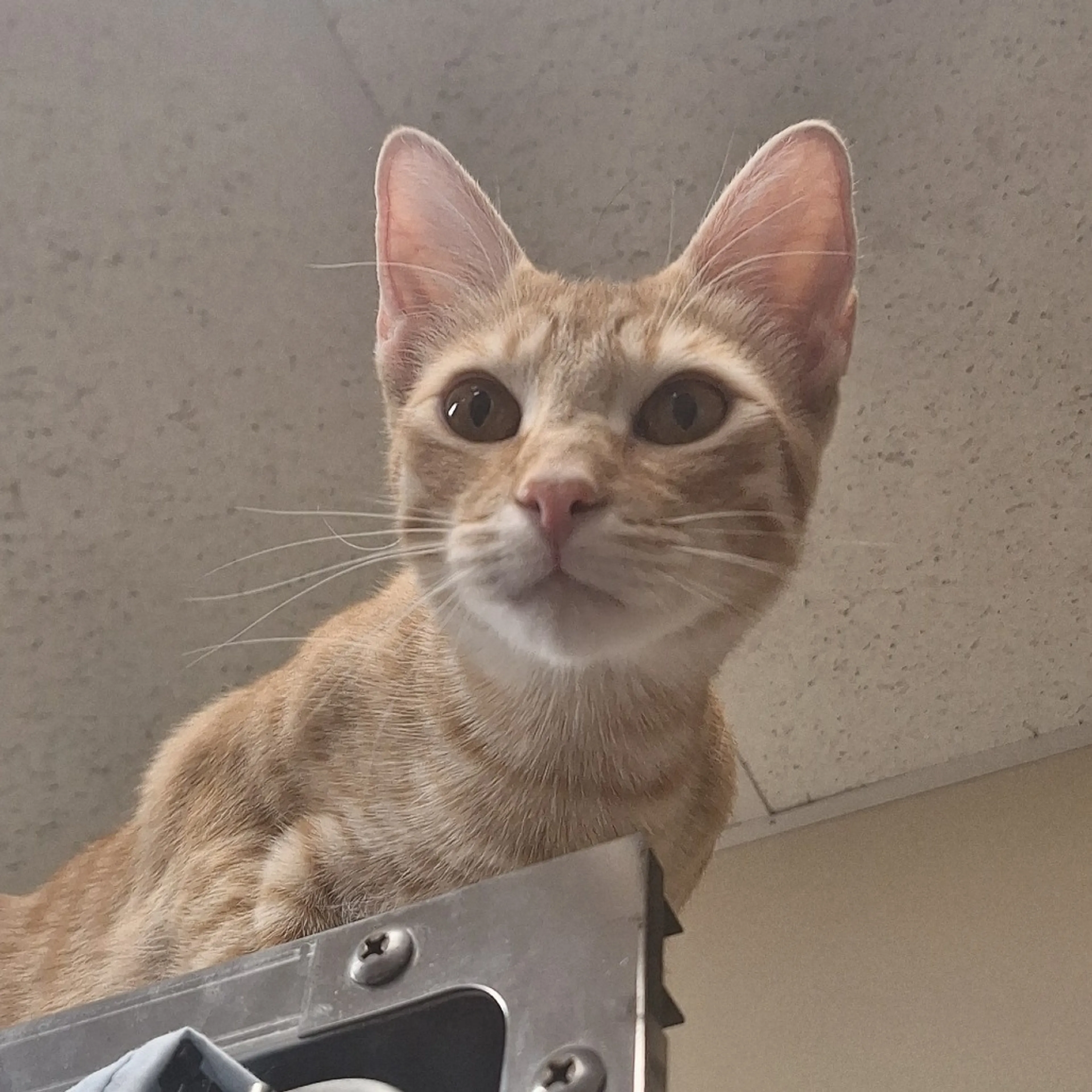 Found pet-14