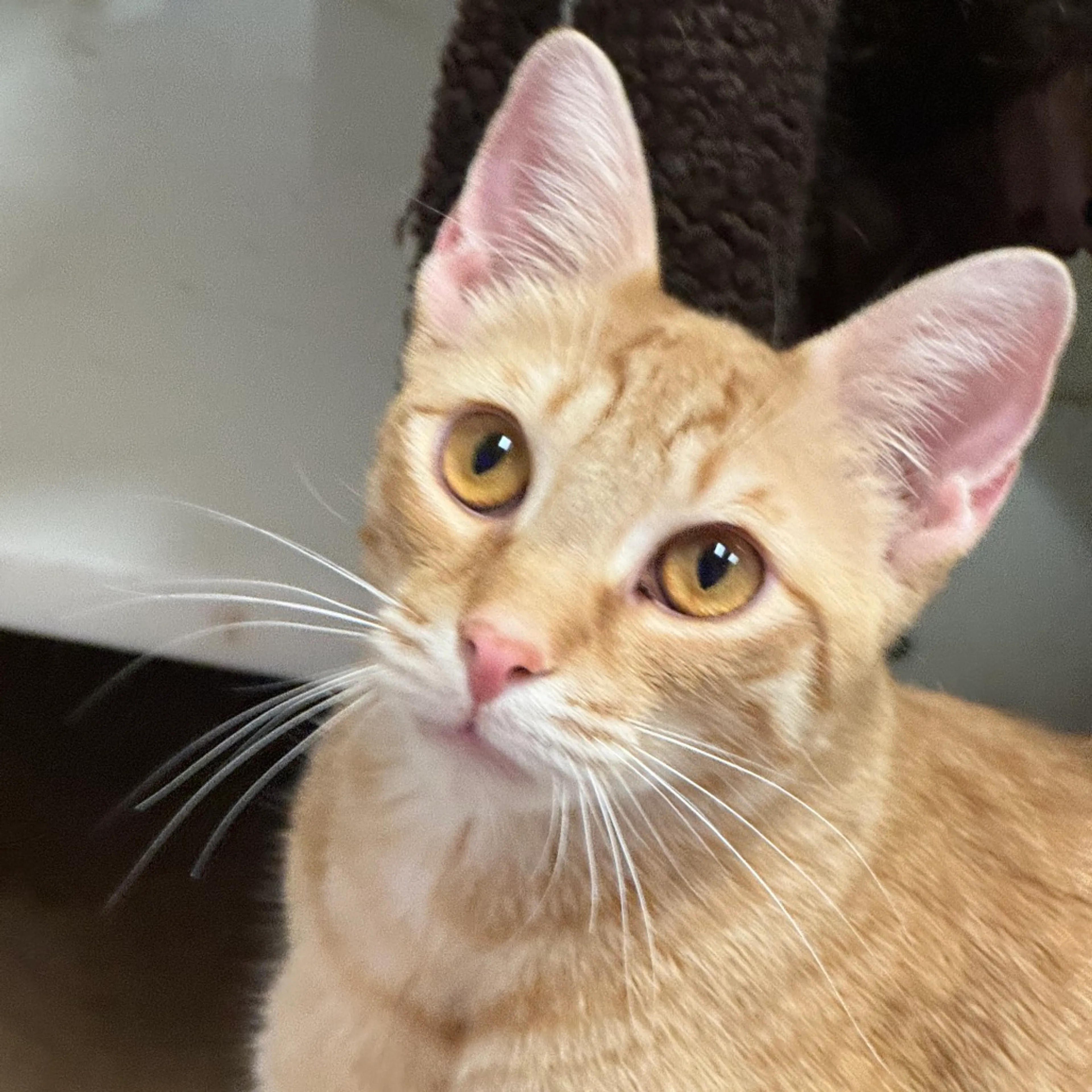Found pet-12