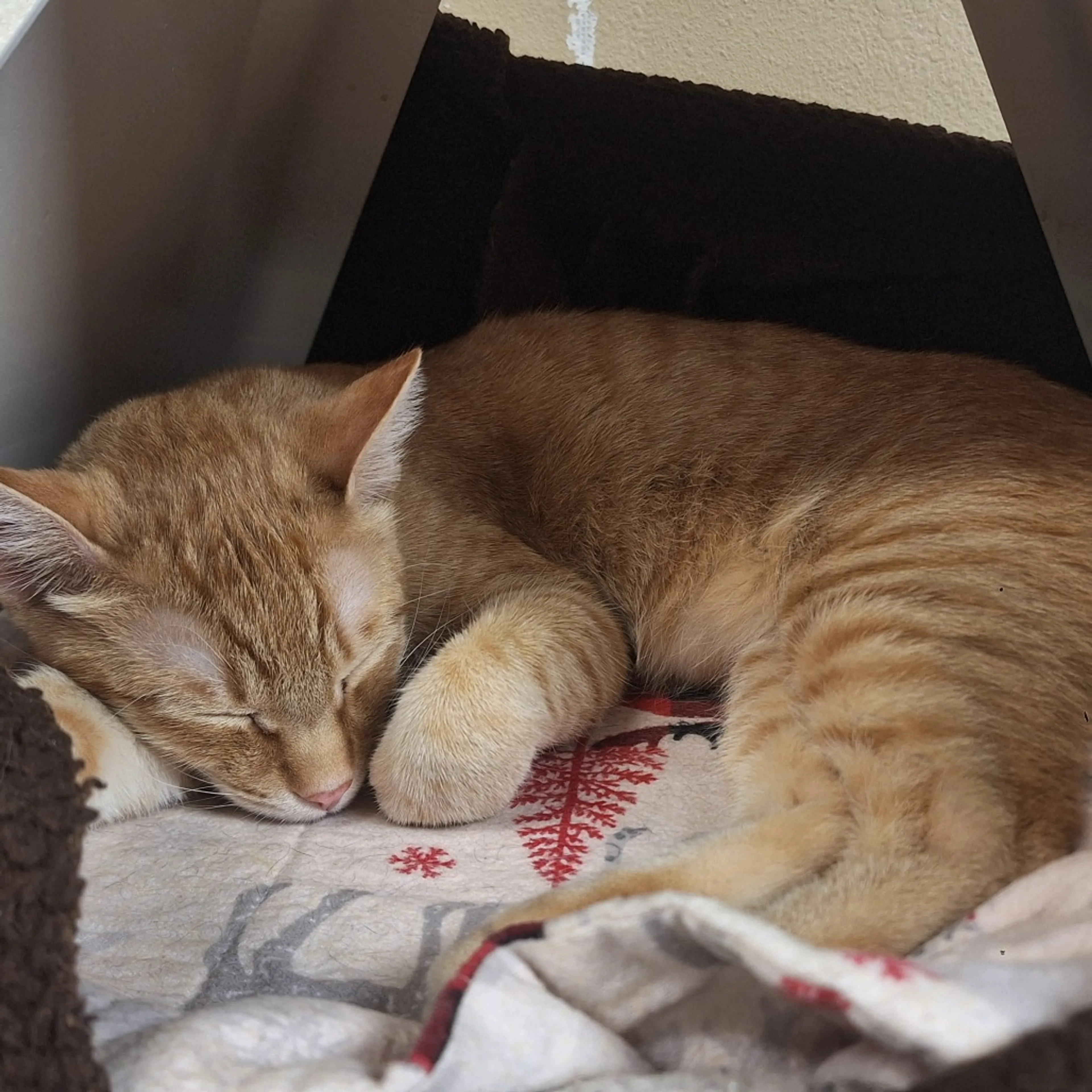 Found pet-11