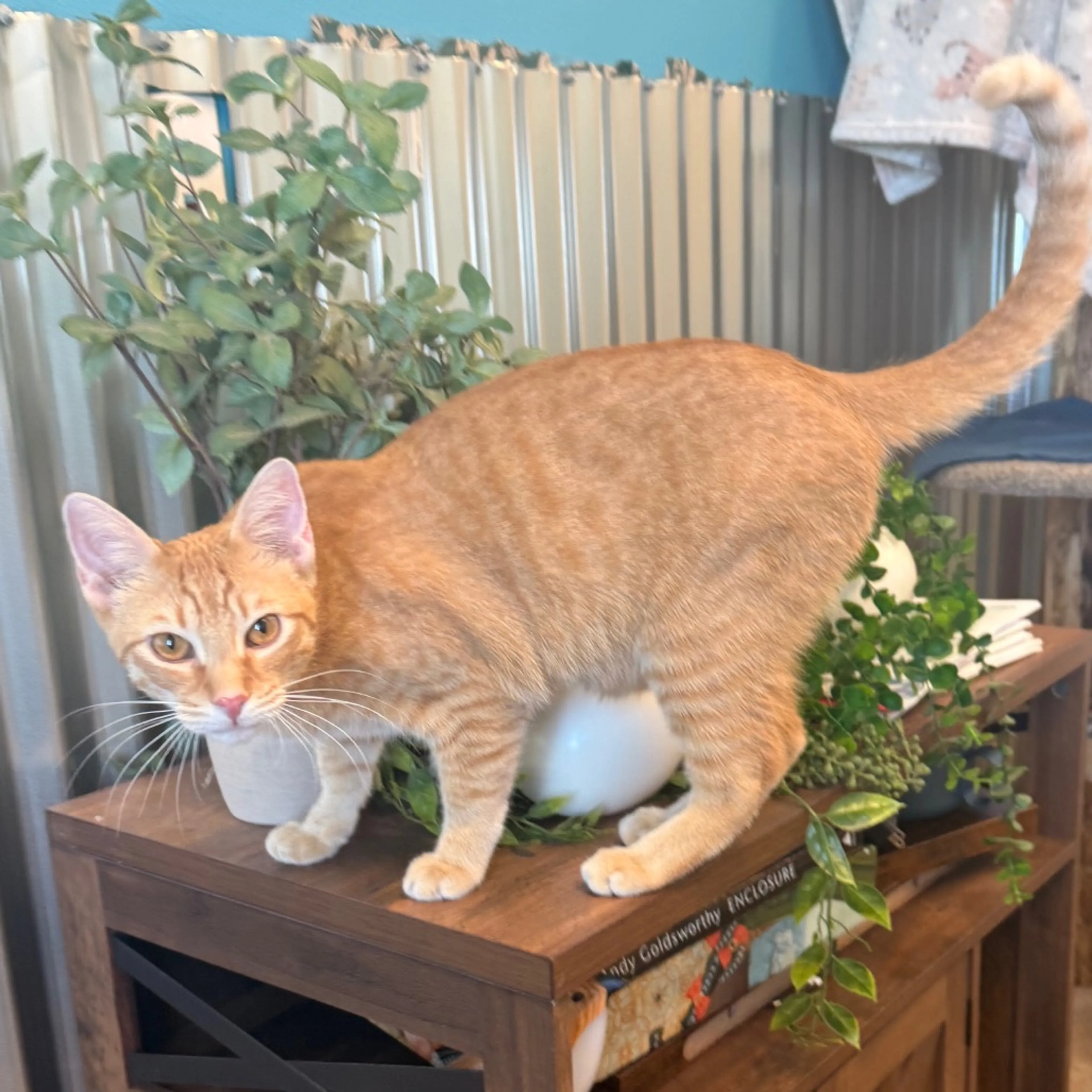 Found pet-0