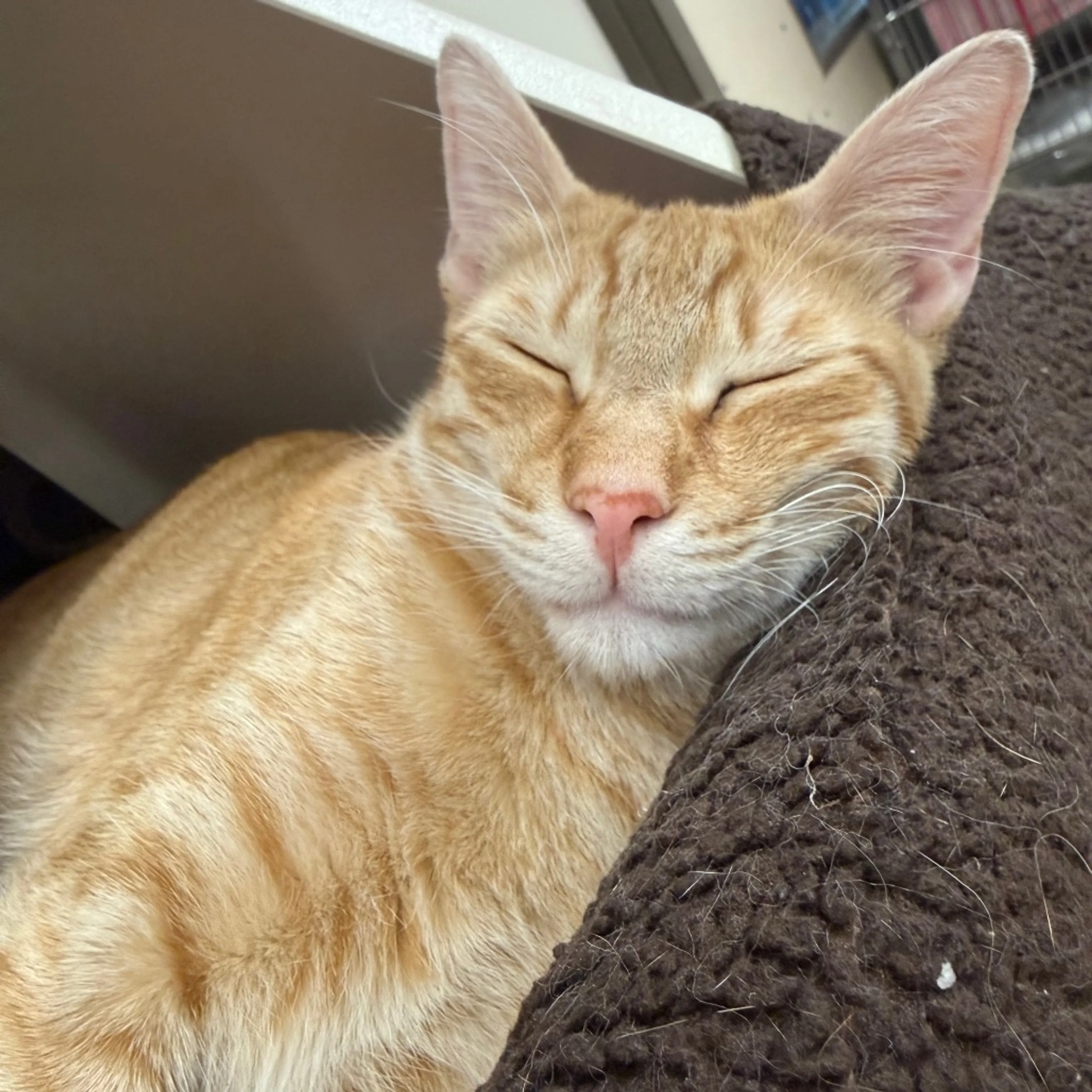 Found pet-13