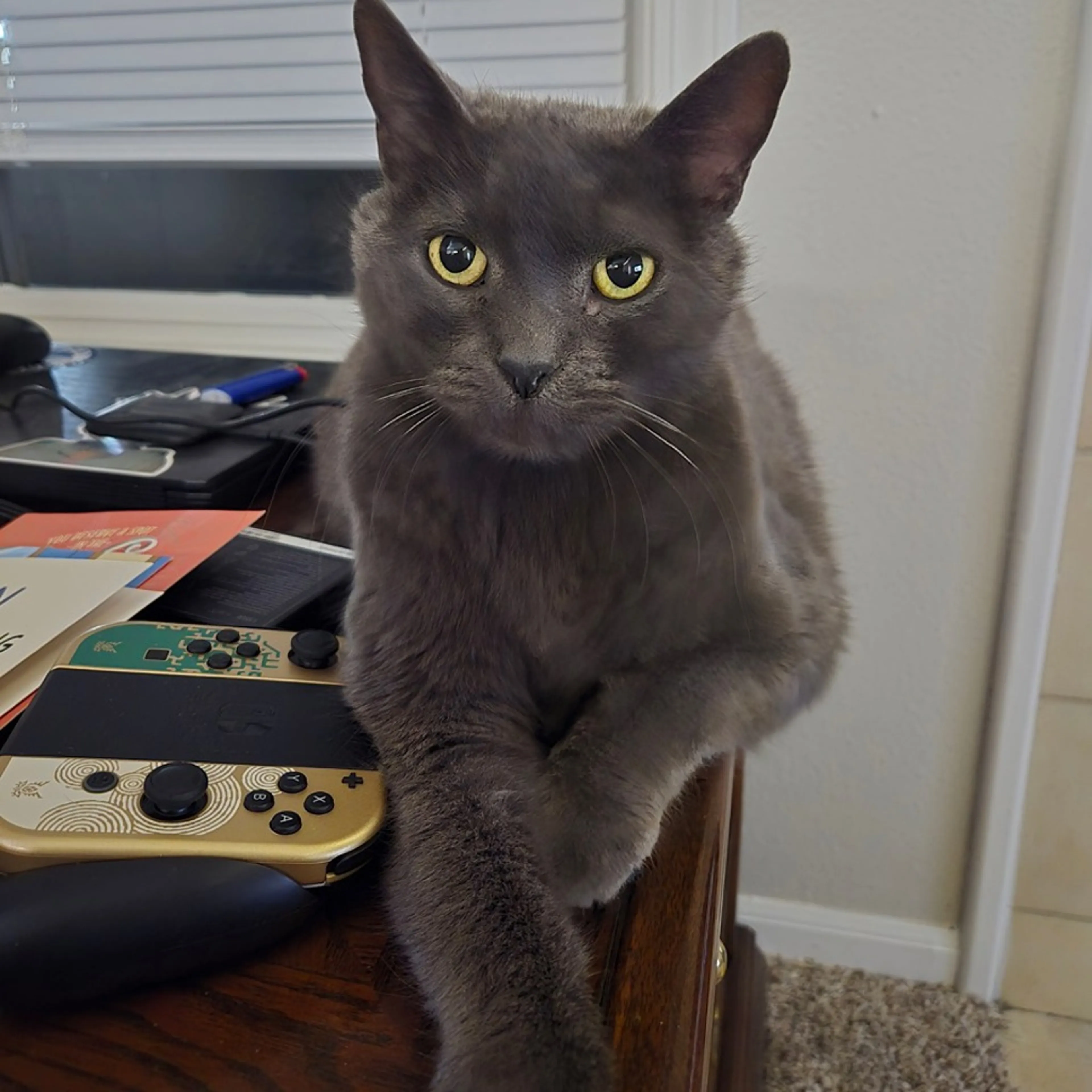 Found pet-4