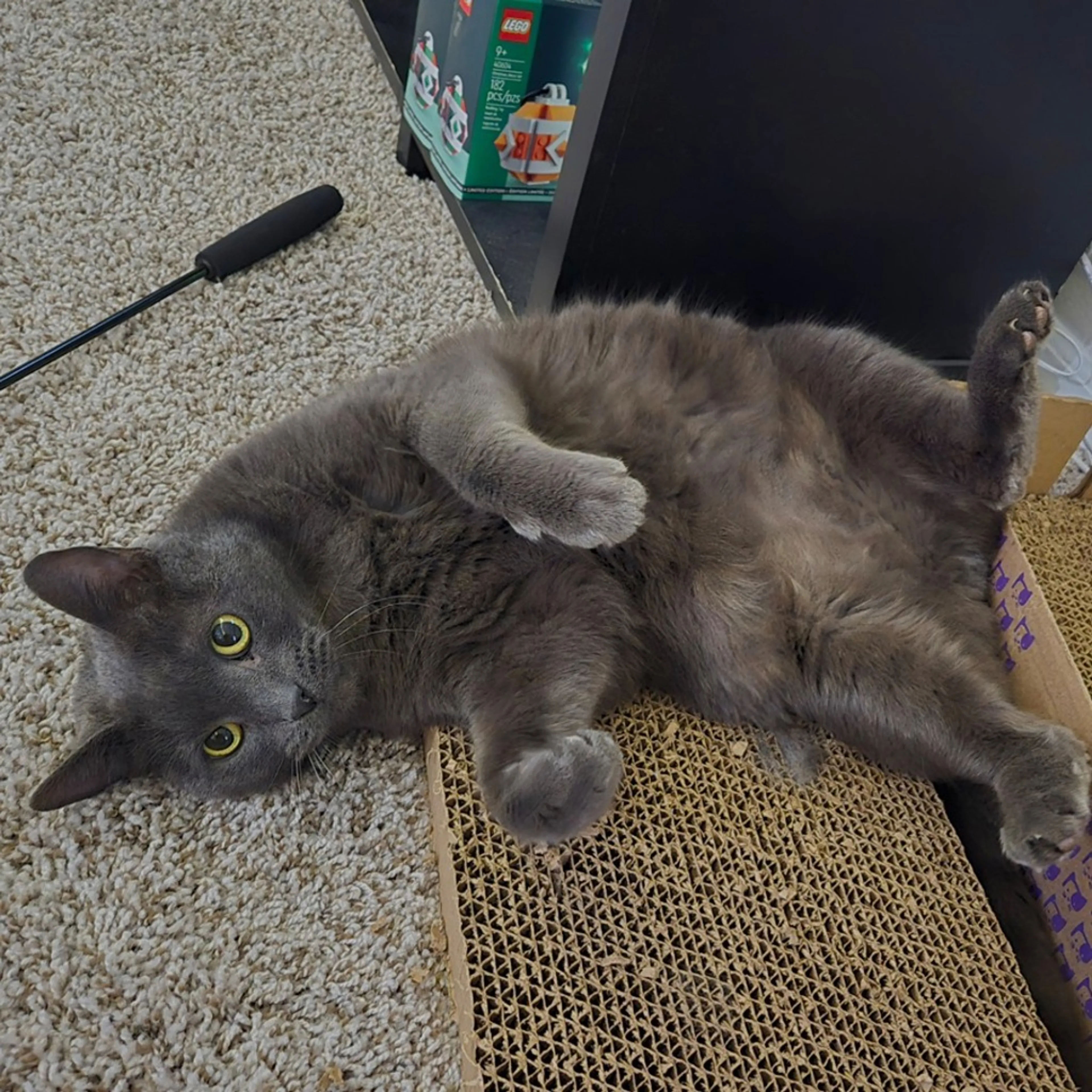 Found pet-2