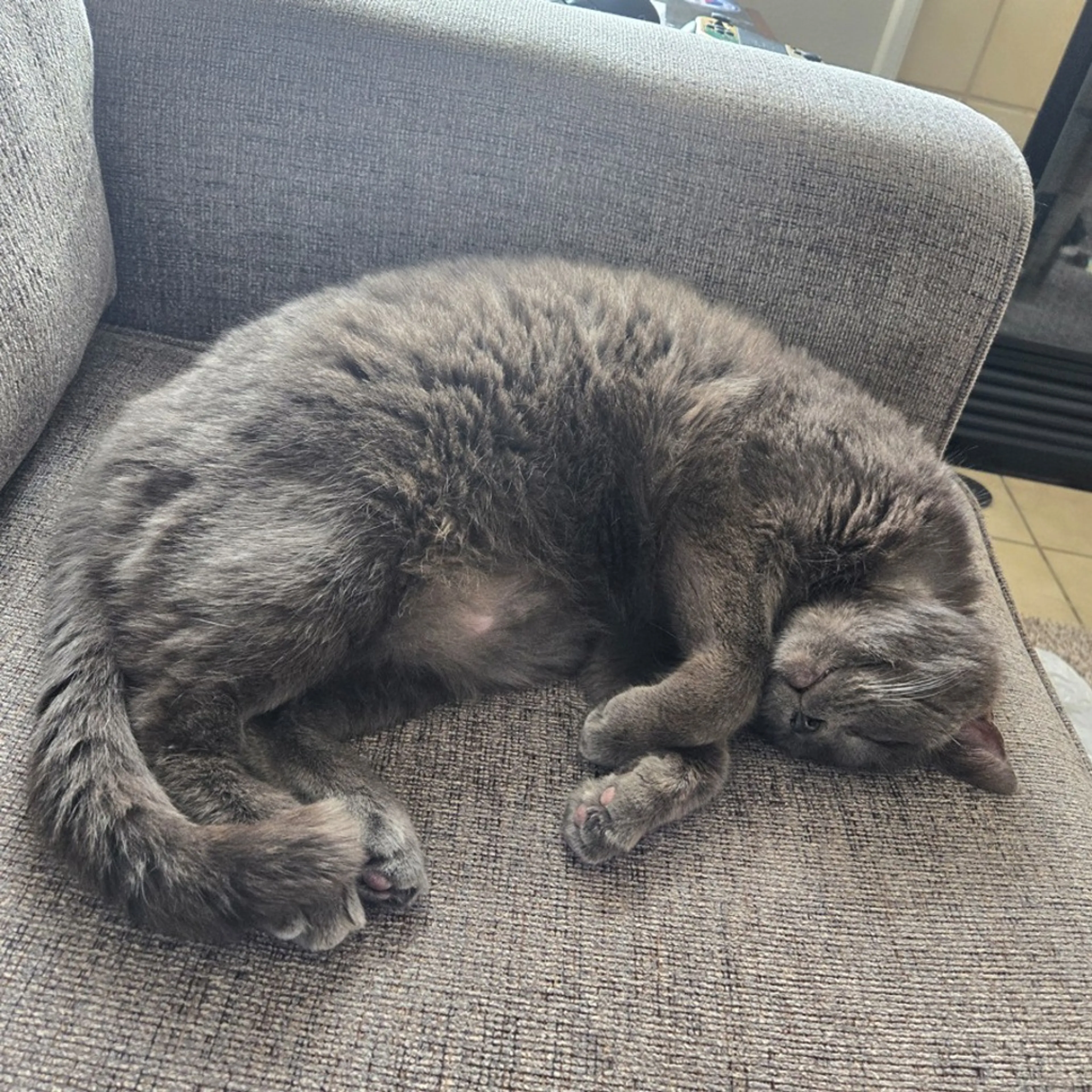 Found pet-3