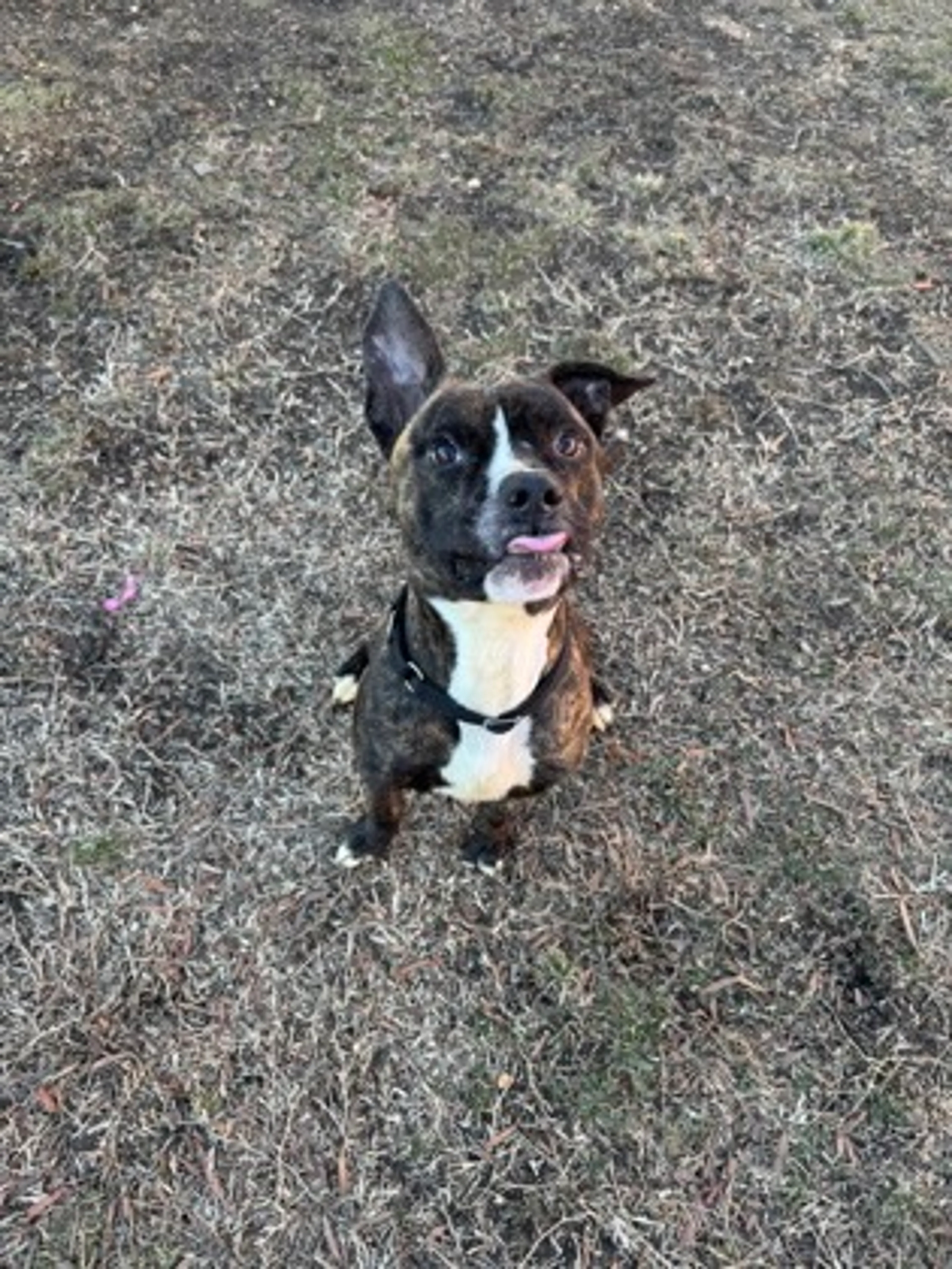 Found pet-1
