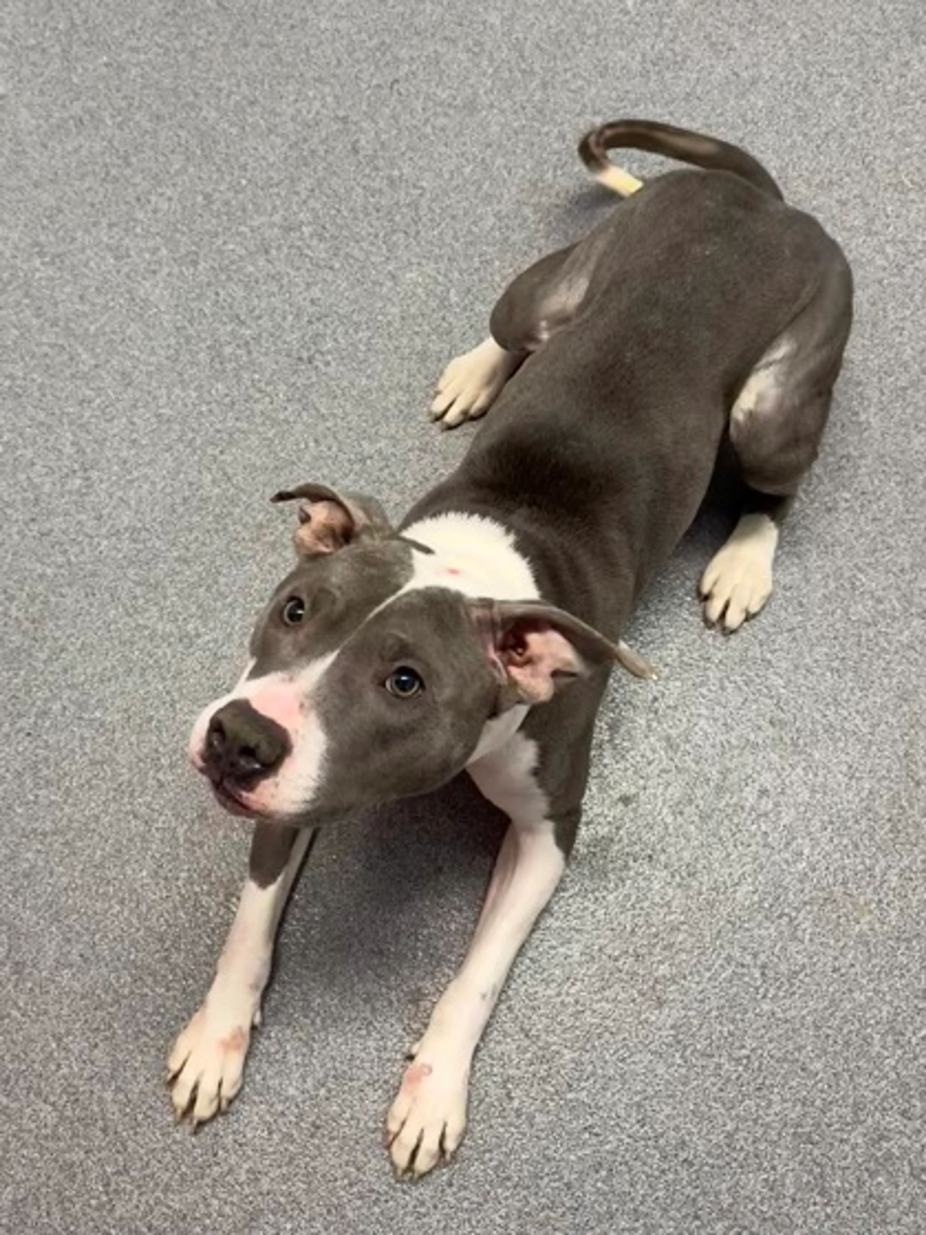 Found pet