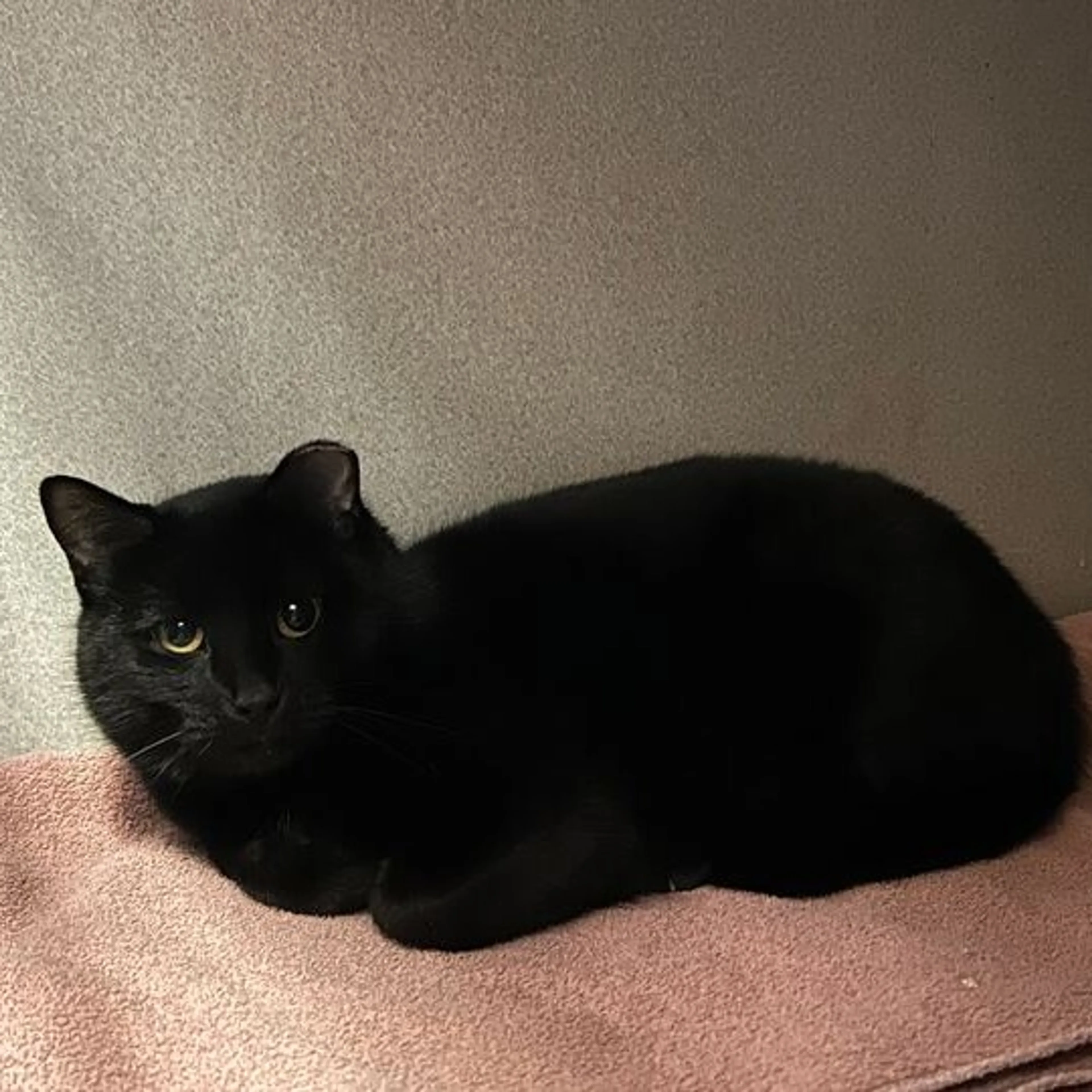 Found pet-2