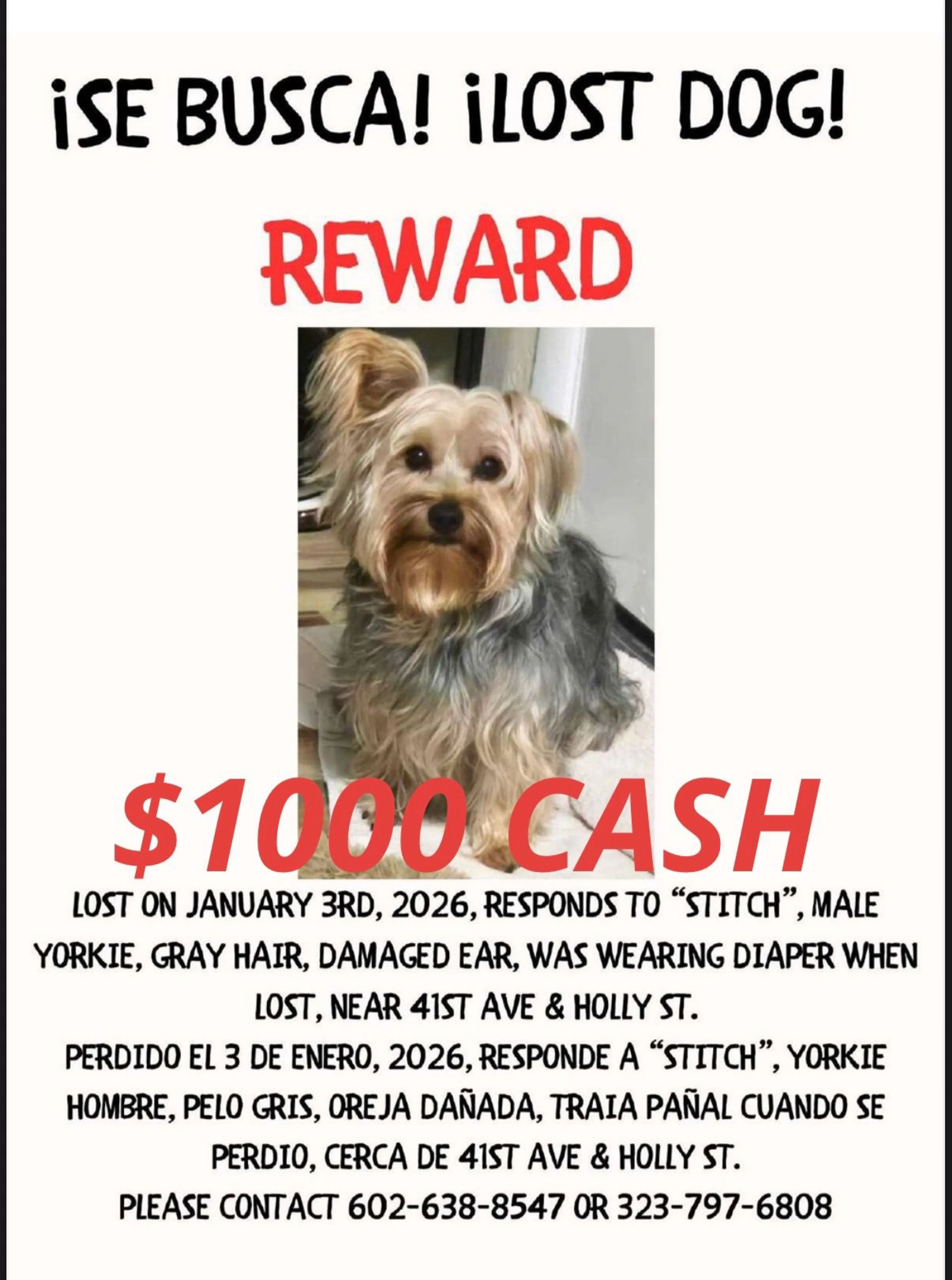 Lost pet