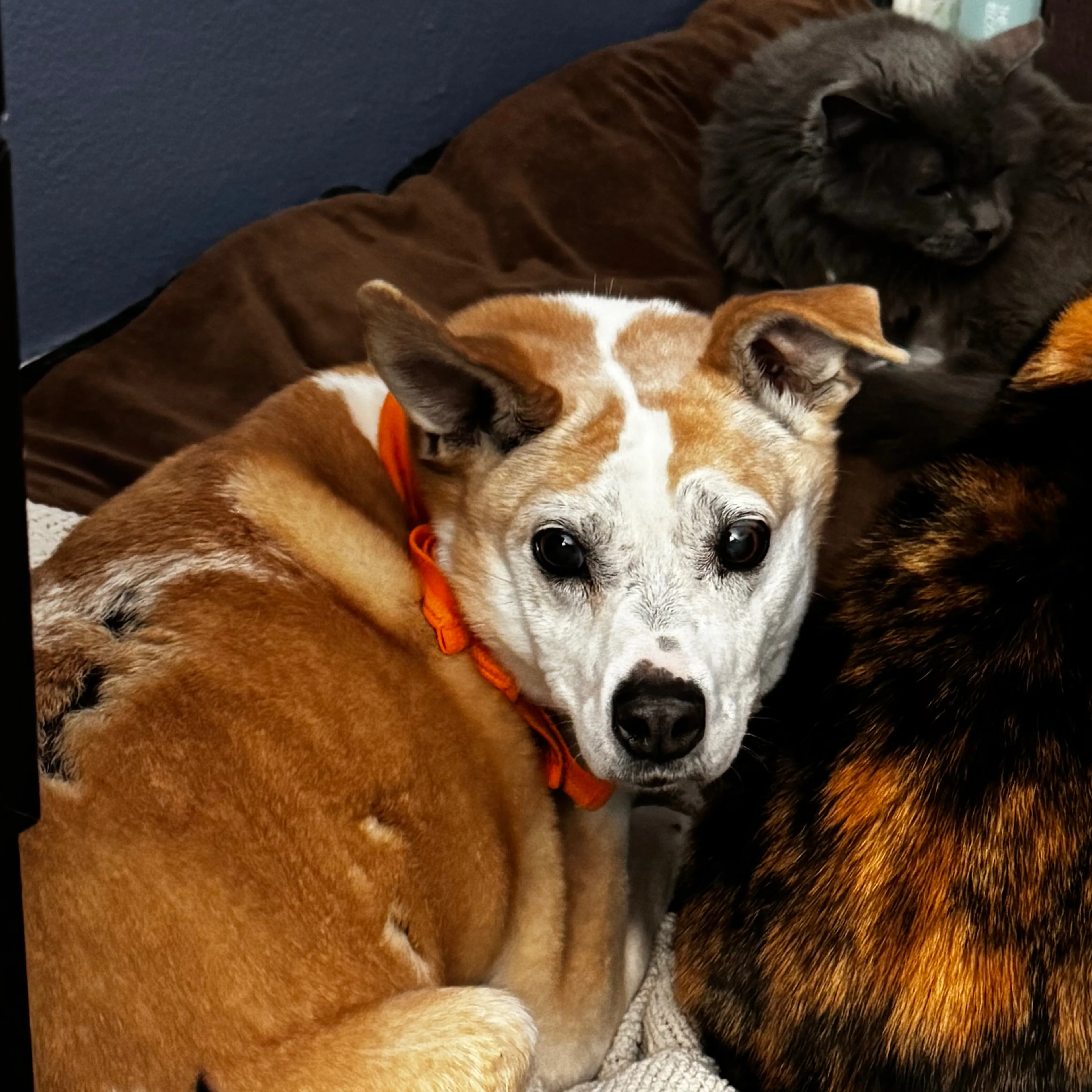 Lost pet-2