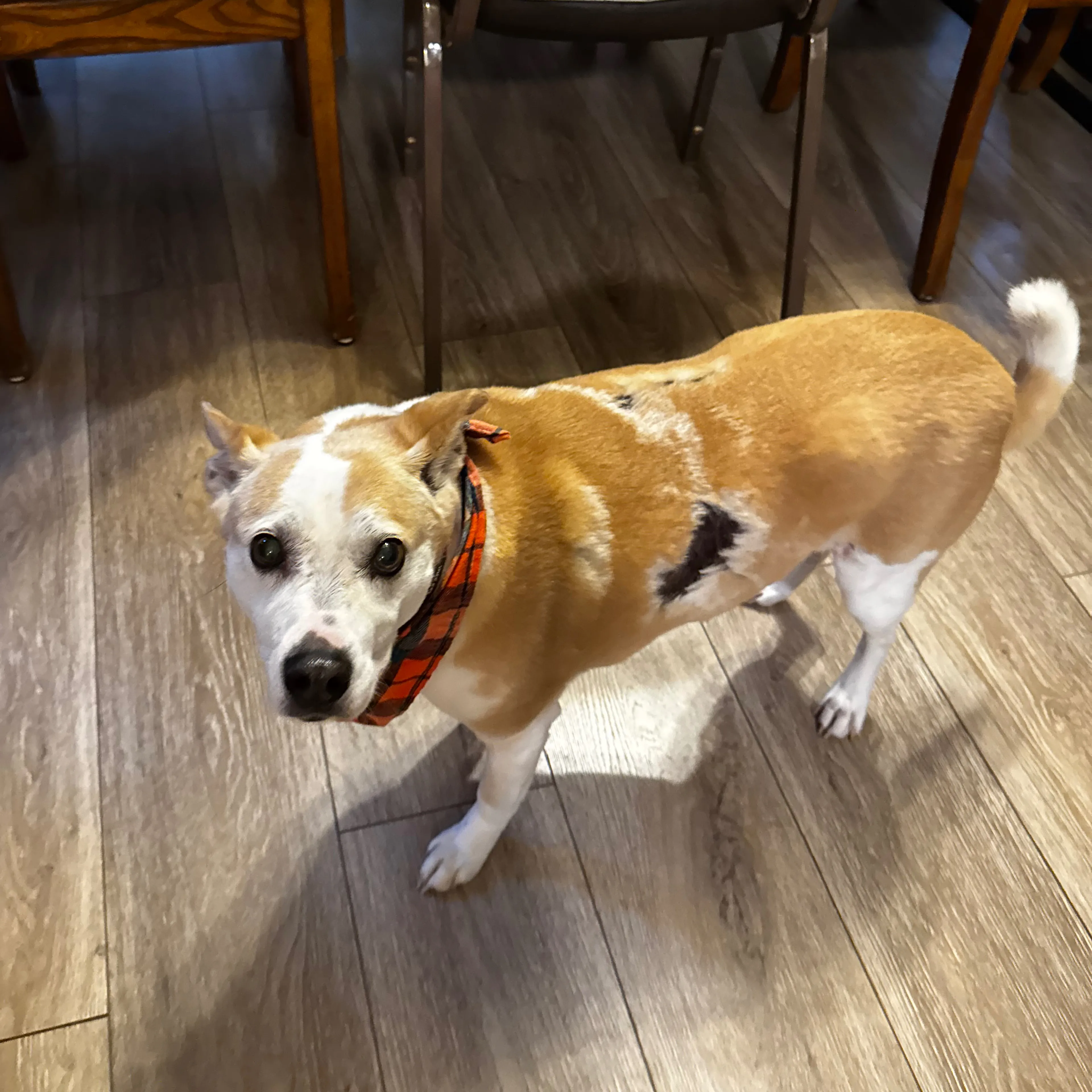 Lost pet-1