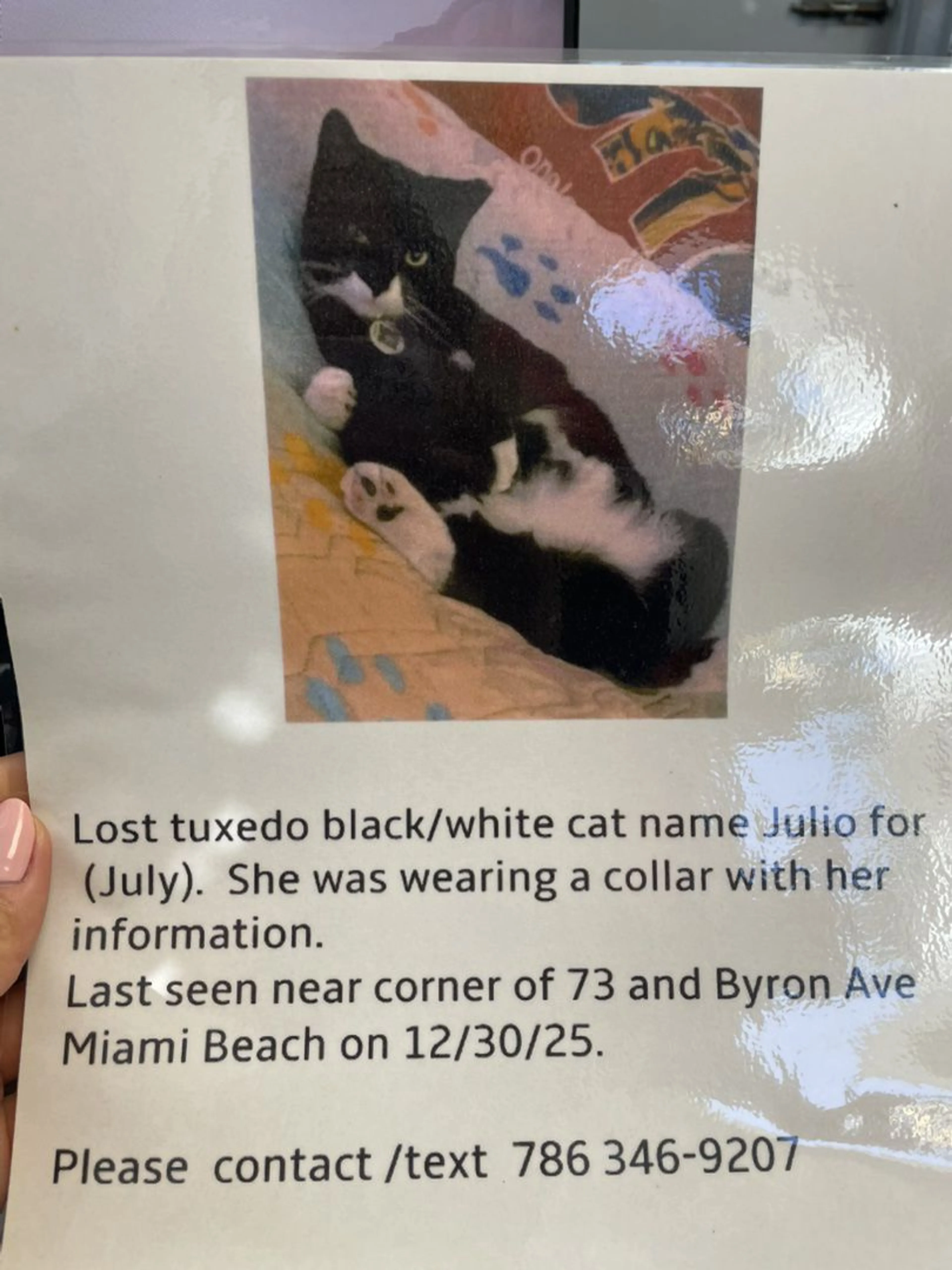 Lost pet
