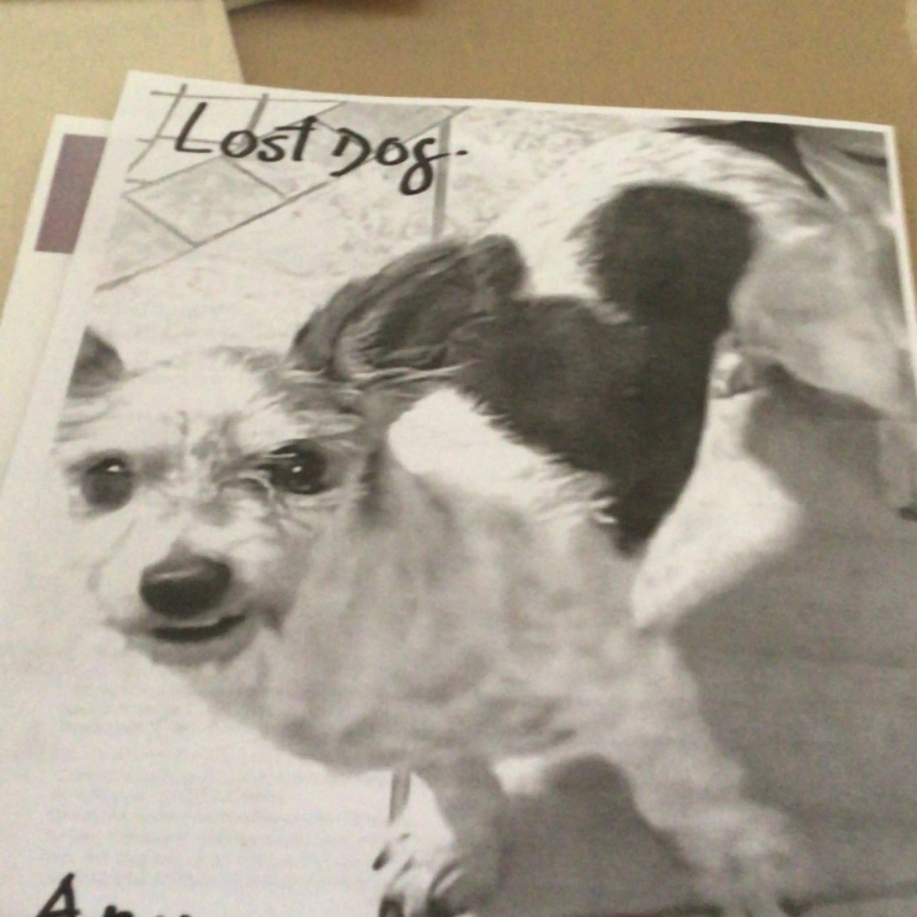 Lost pet