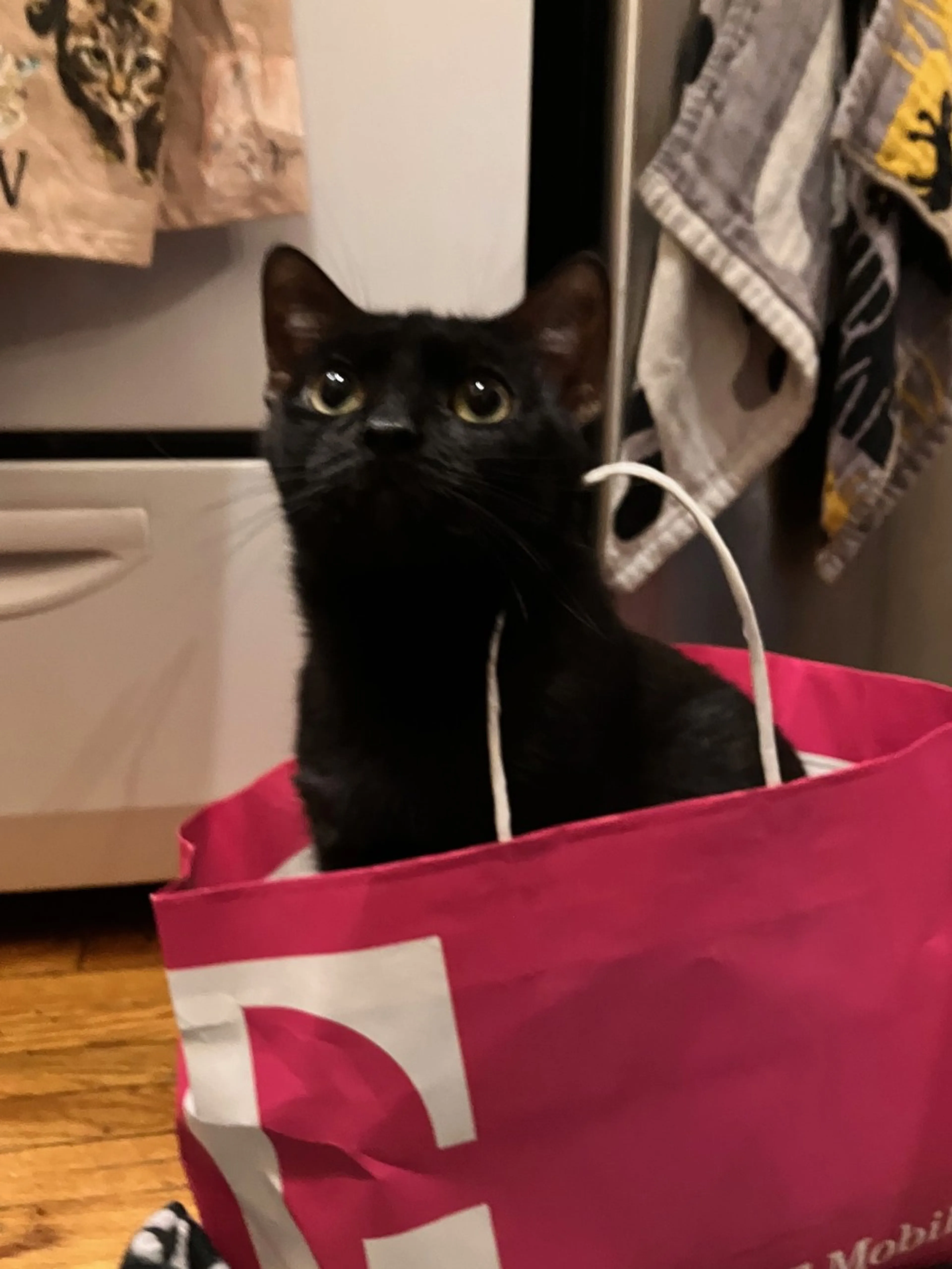 Found pet-2