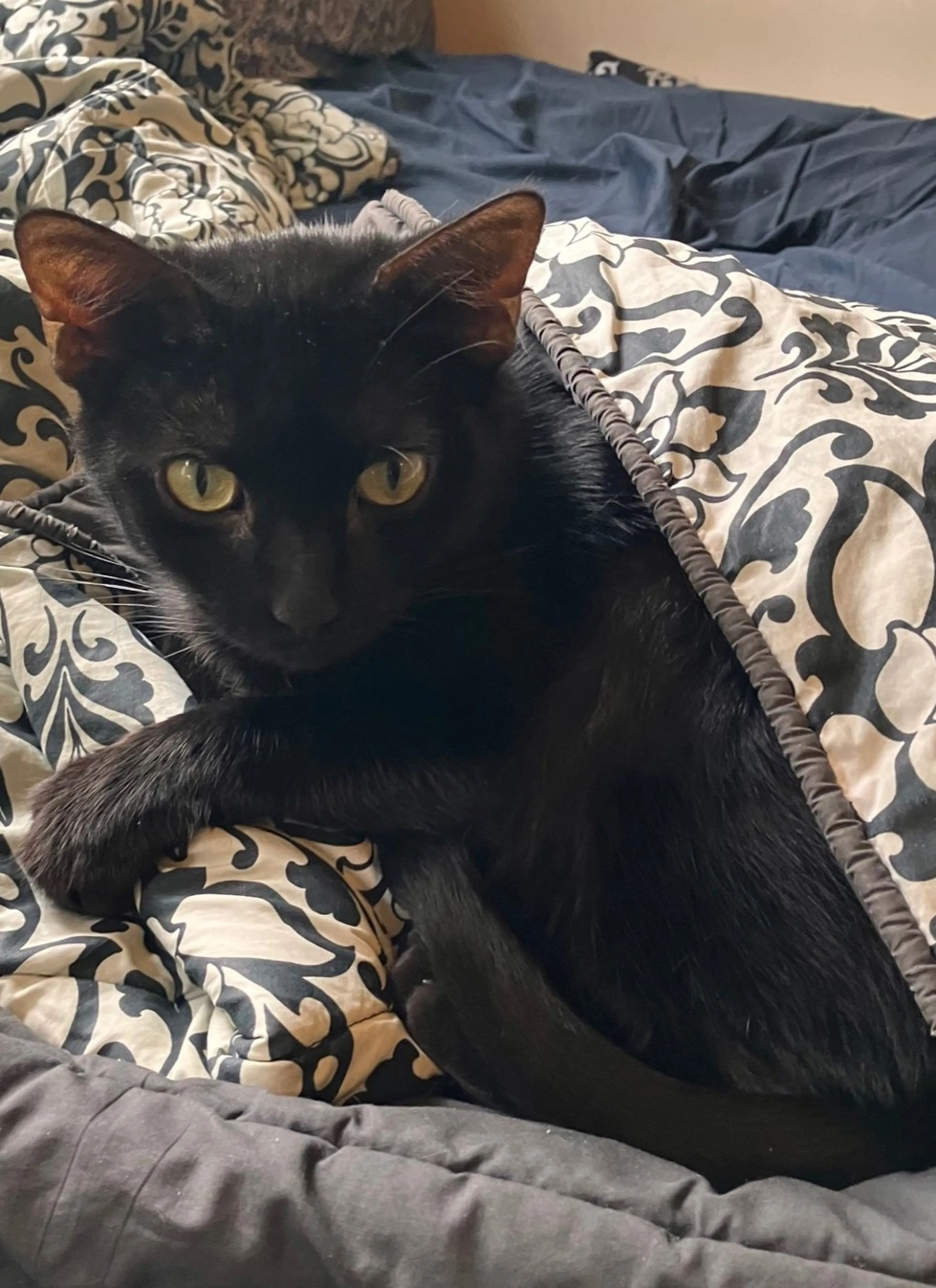 Found pet-5