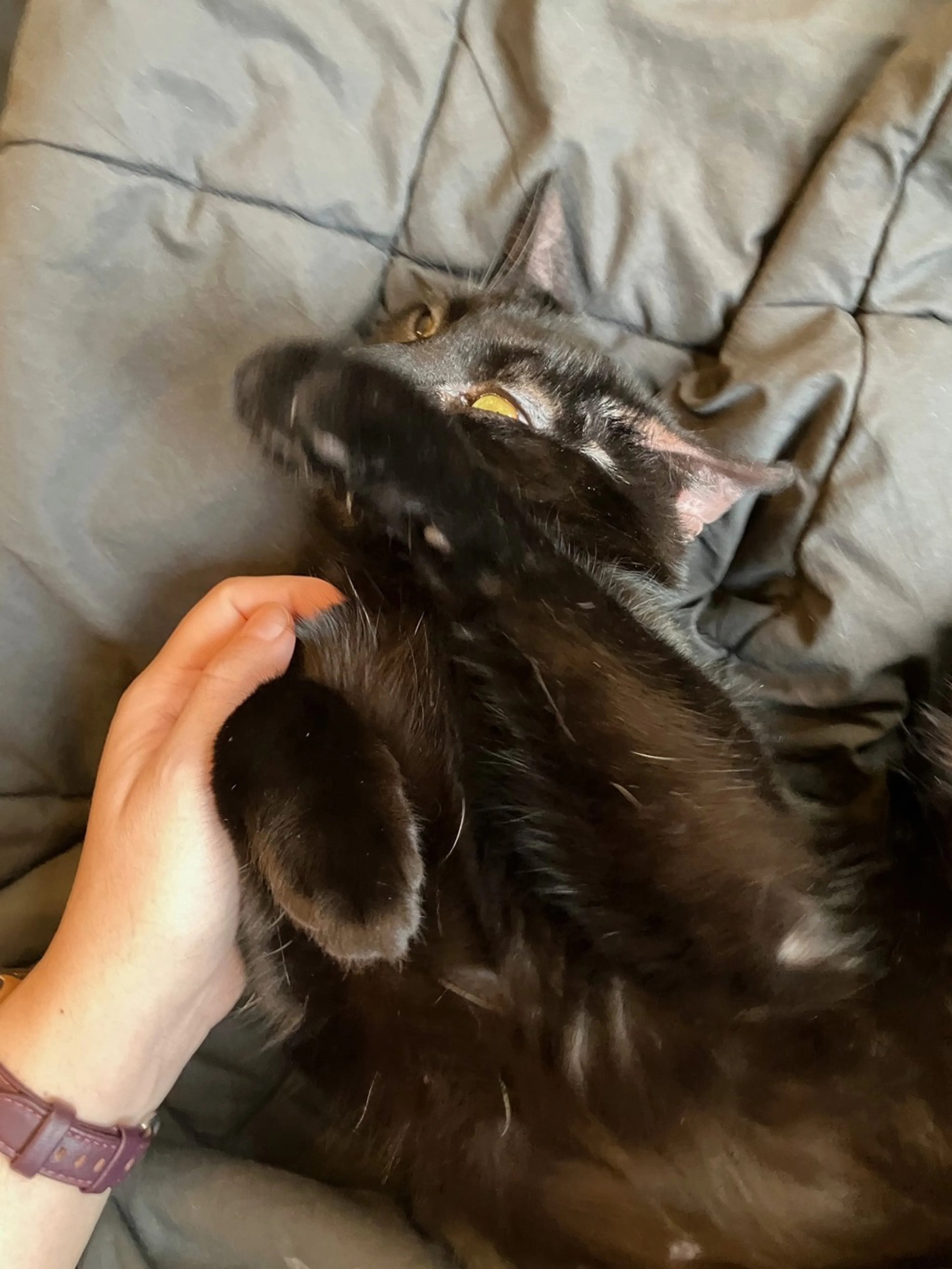 Found pet-11