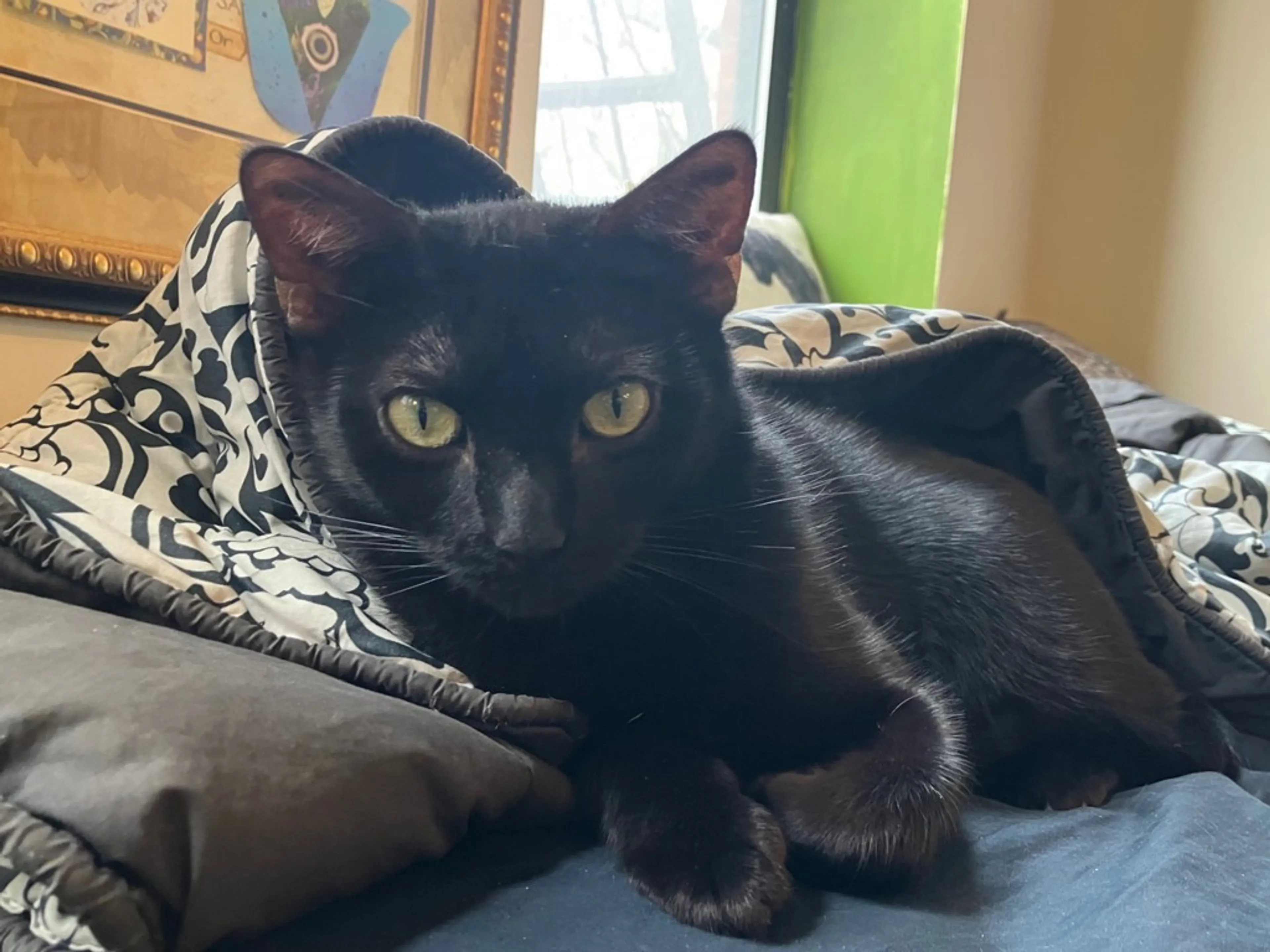 Found pet-9