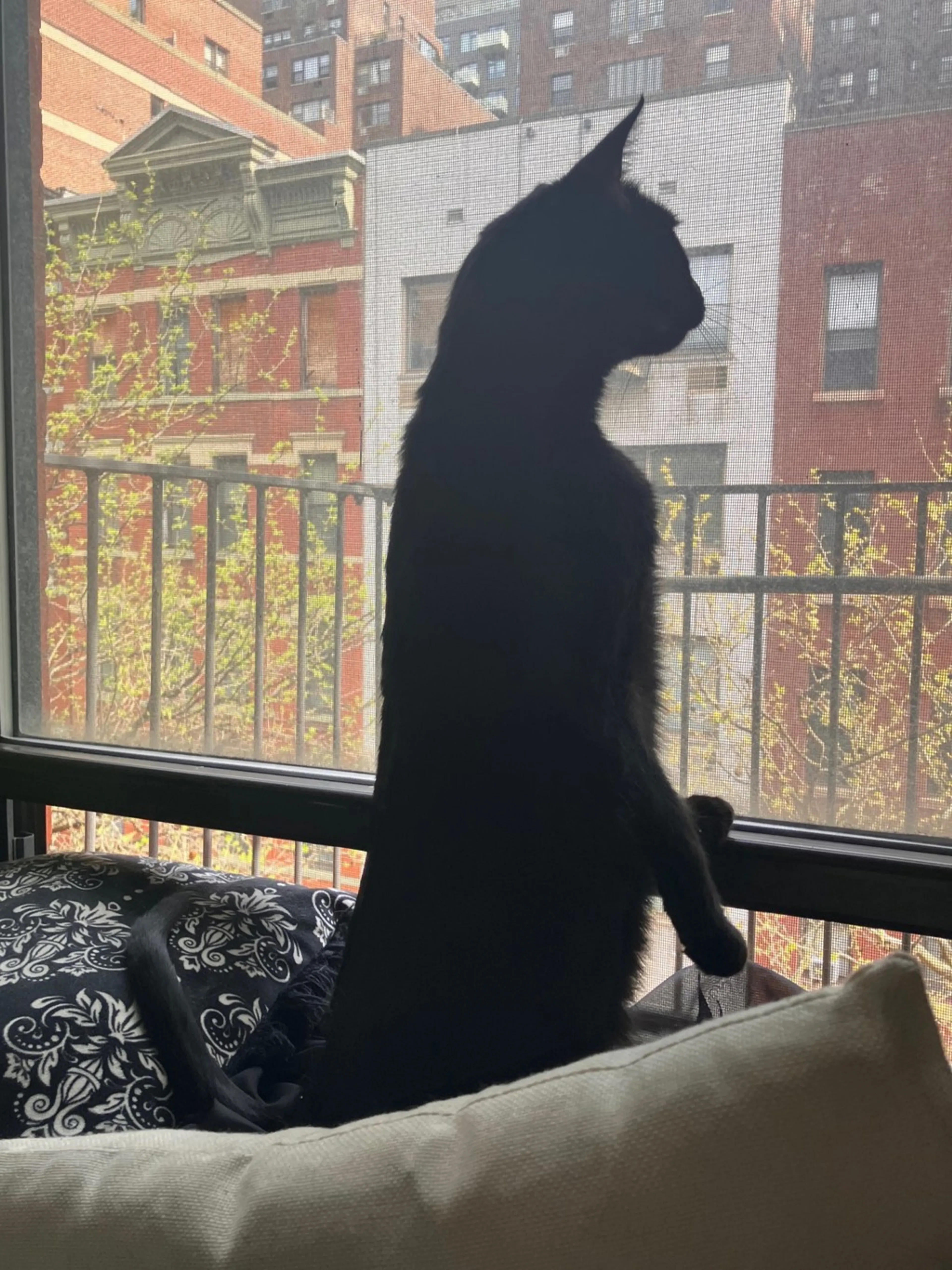 Found pet-7
