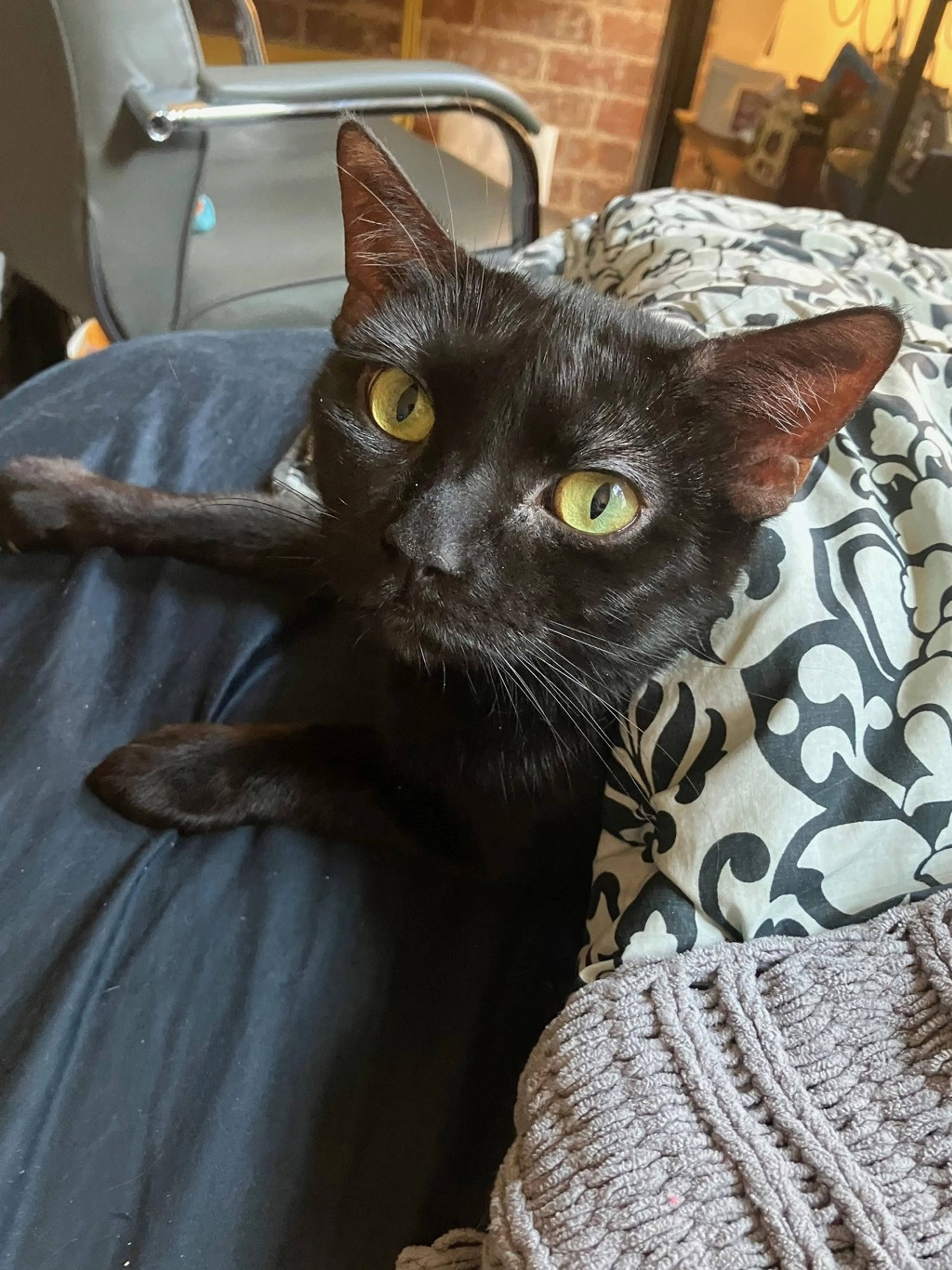 Found pet-10