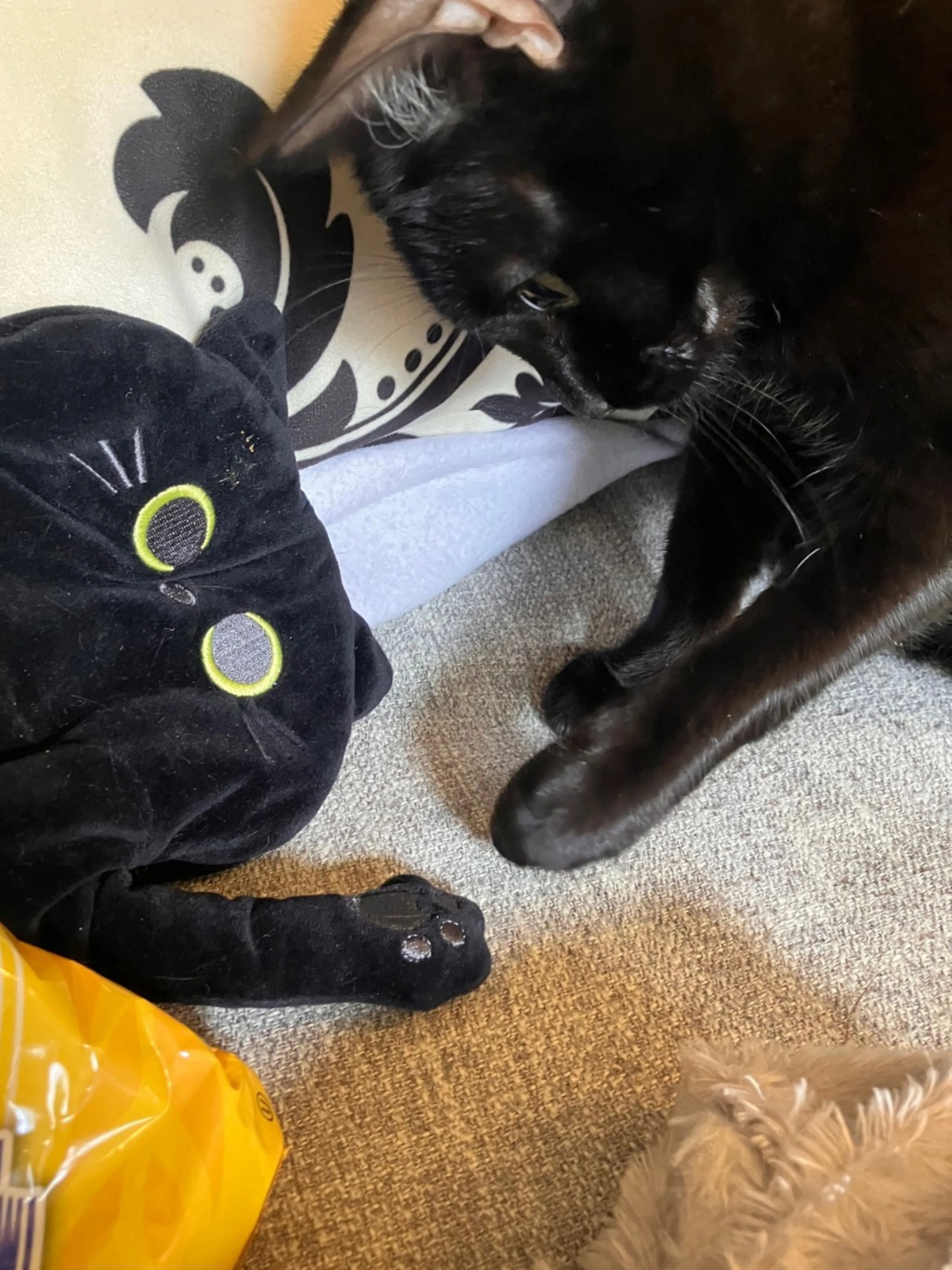 Found pet-4