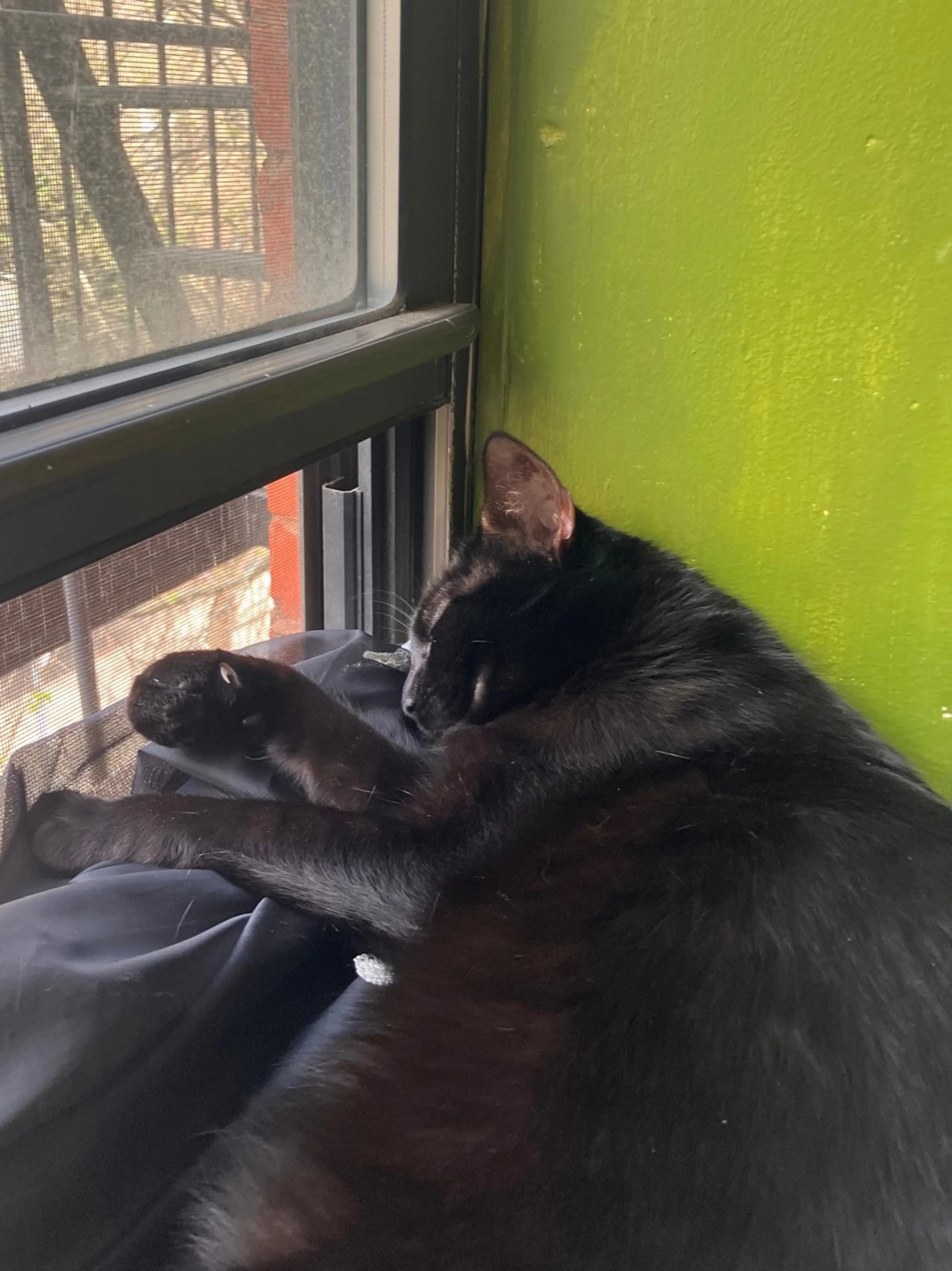 Found pet-8