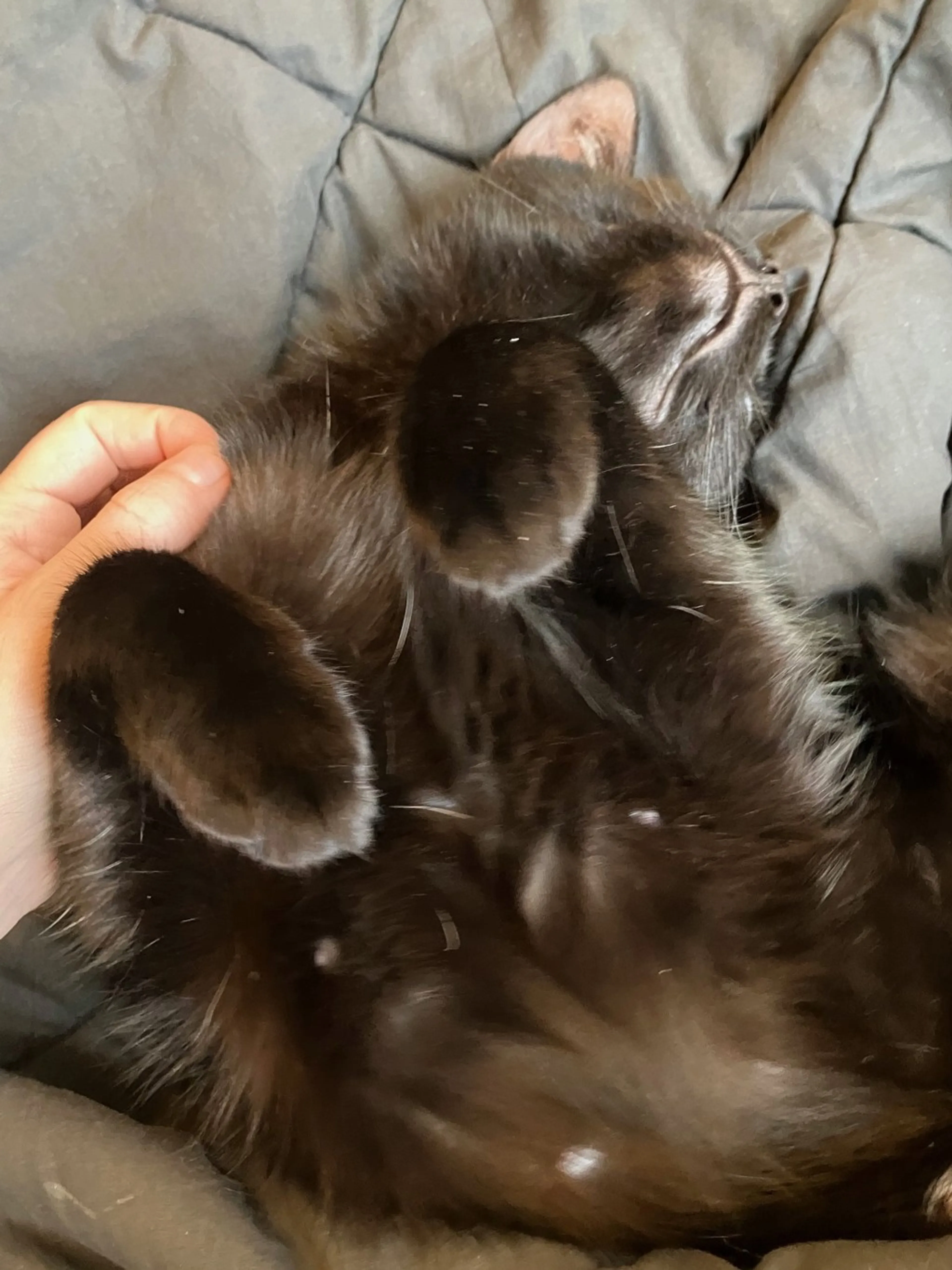 Found pet-3