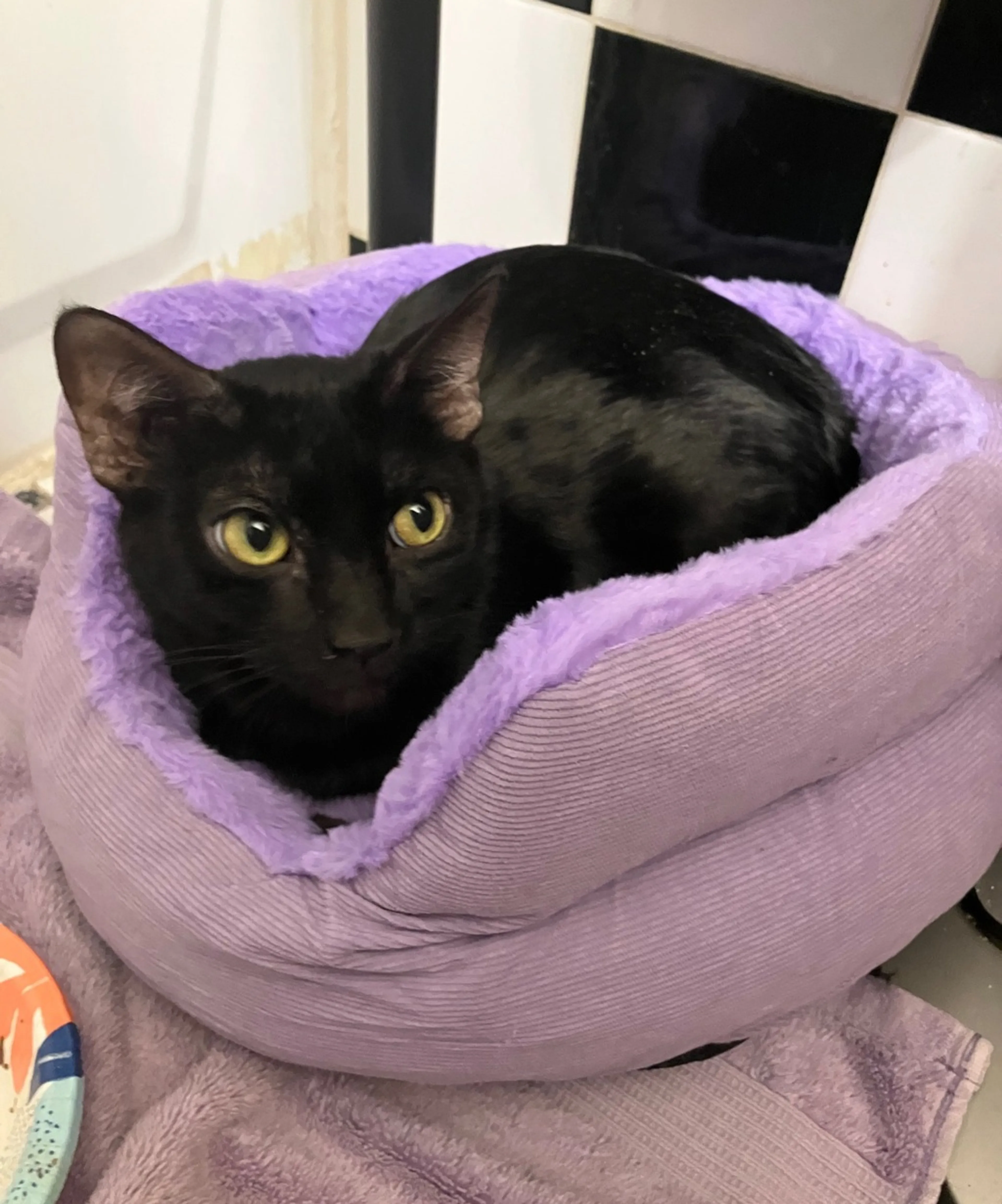 Found pet-1
