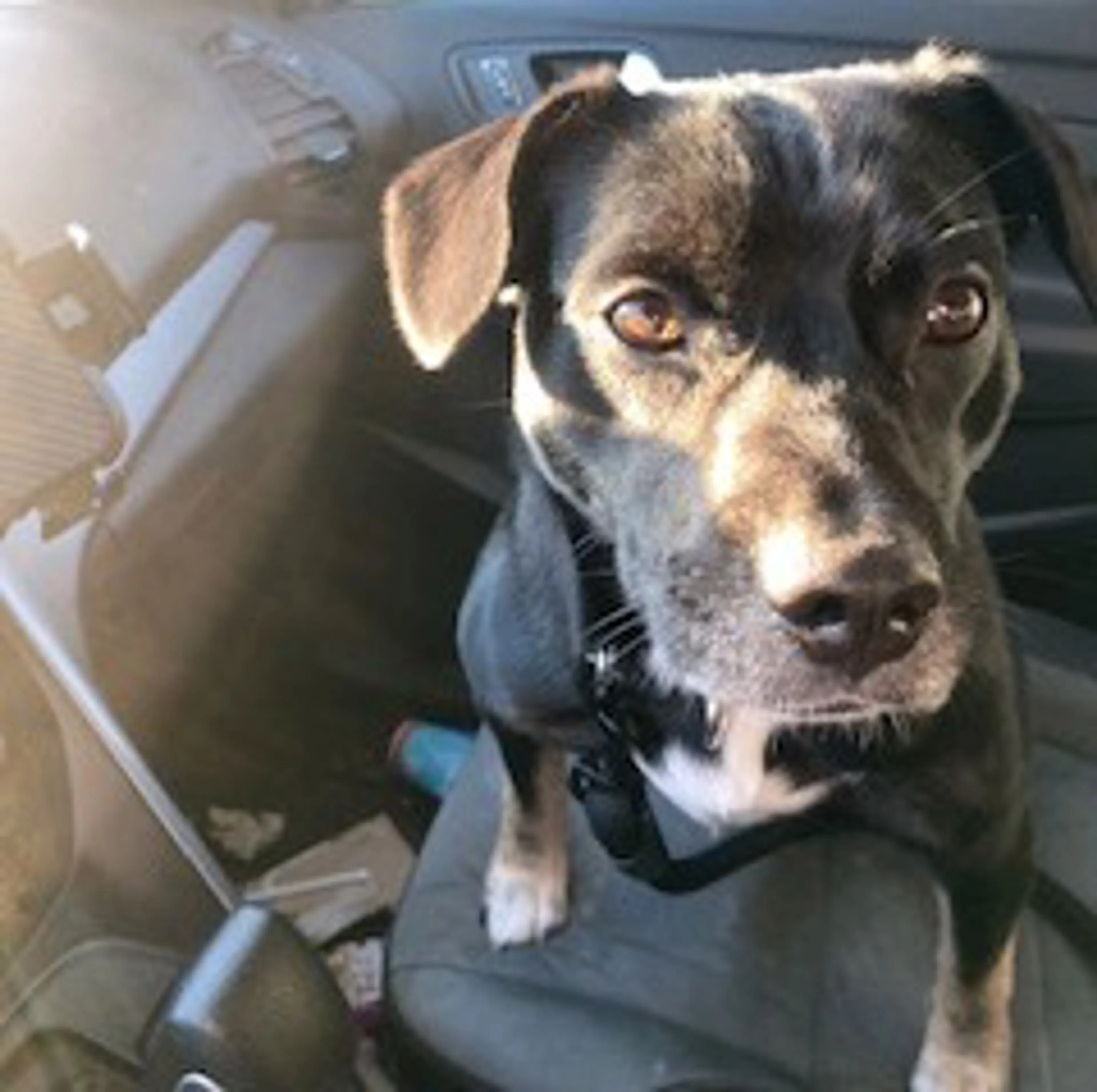 Found pet-1