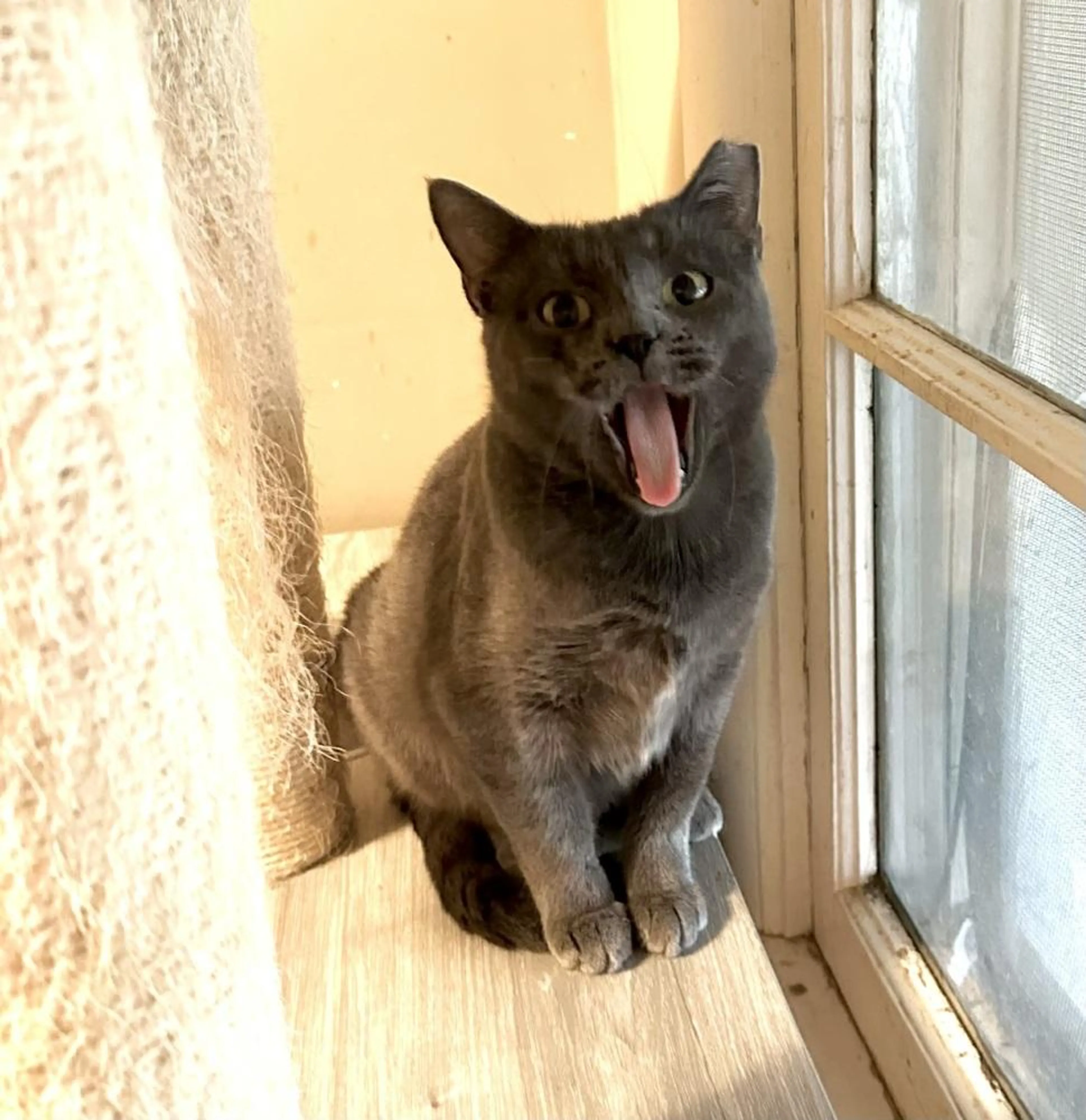Found pet-2