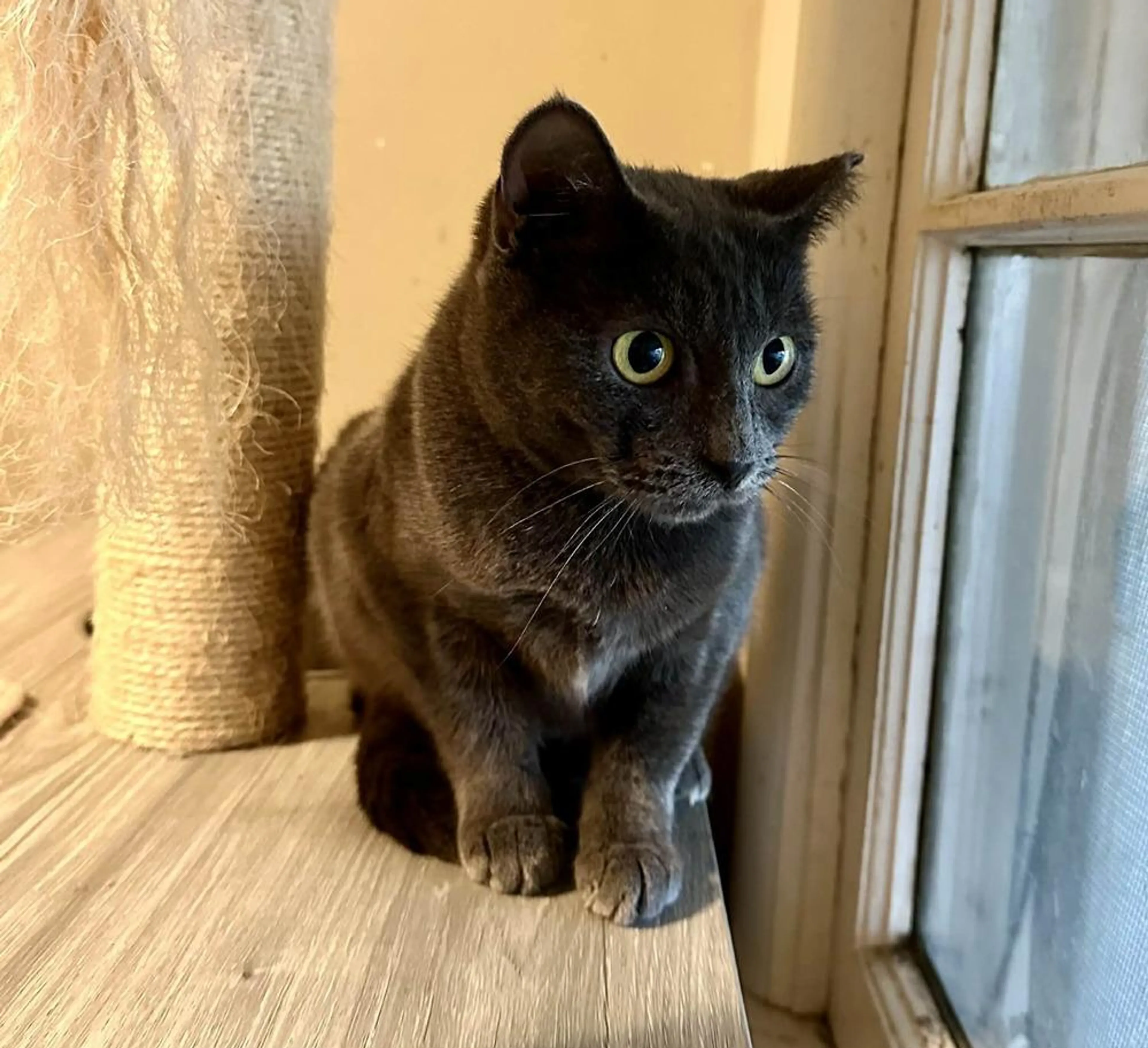 Found pet-3