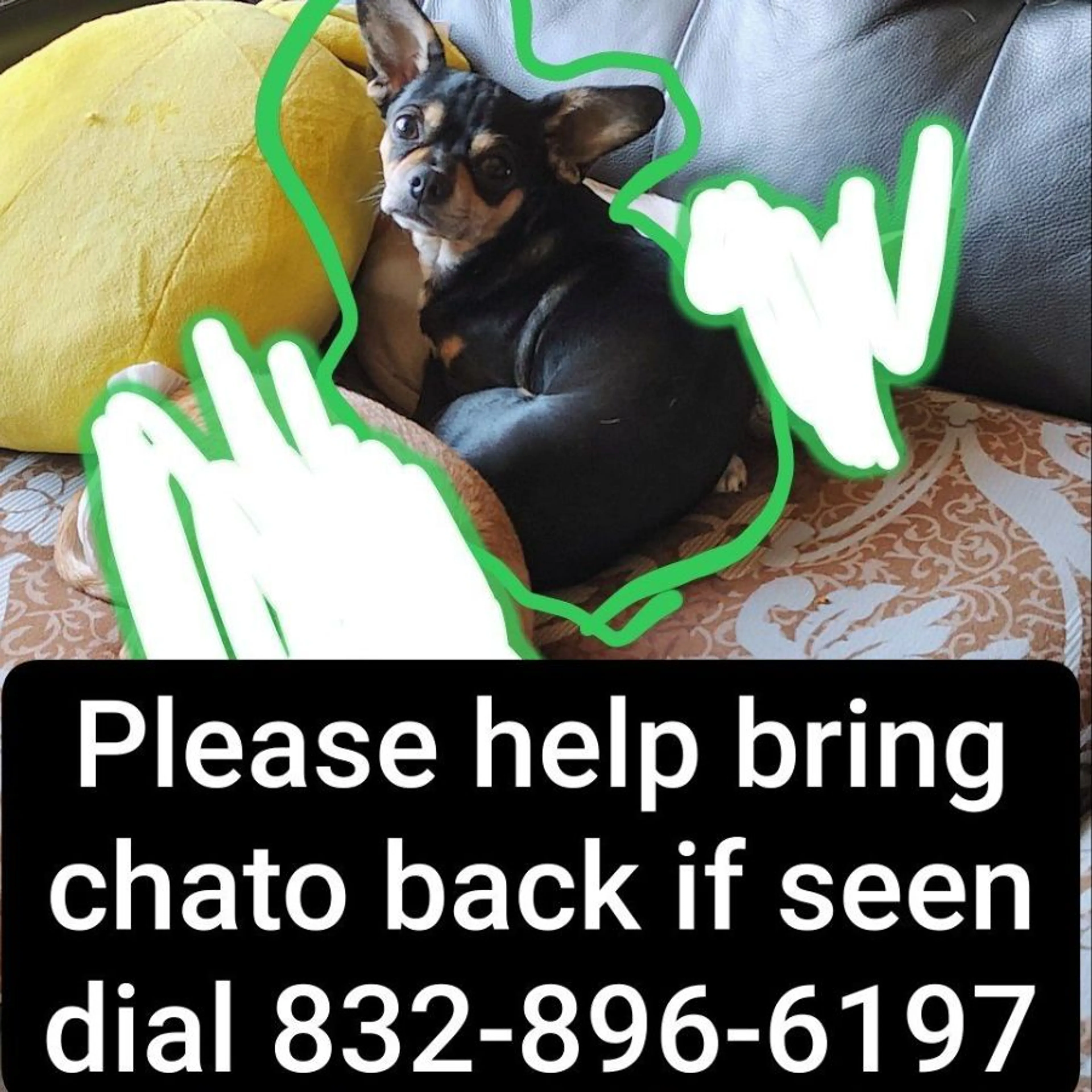 Lost pet