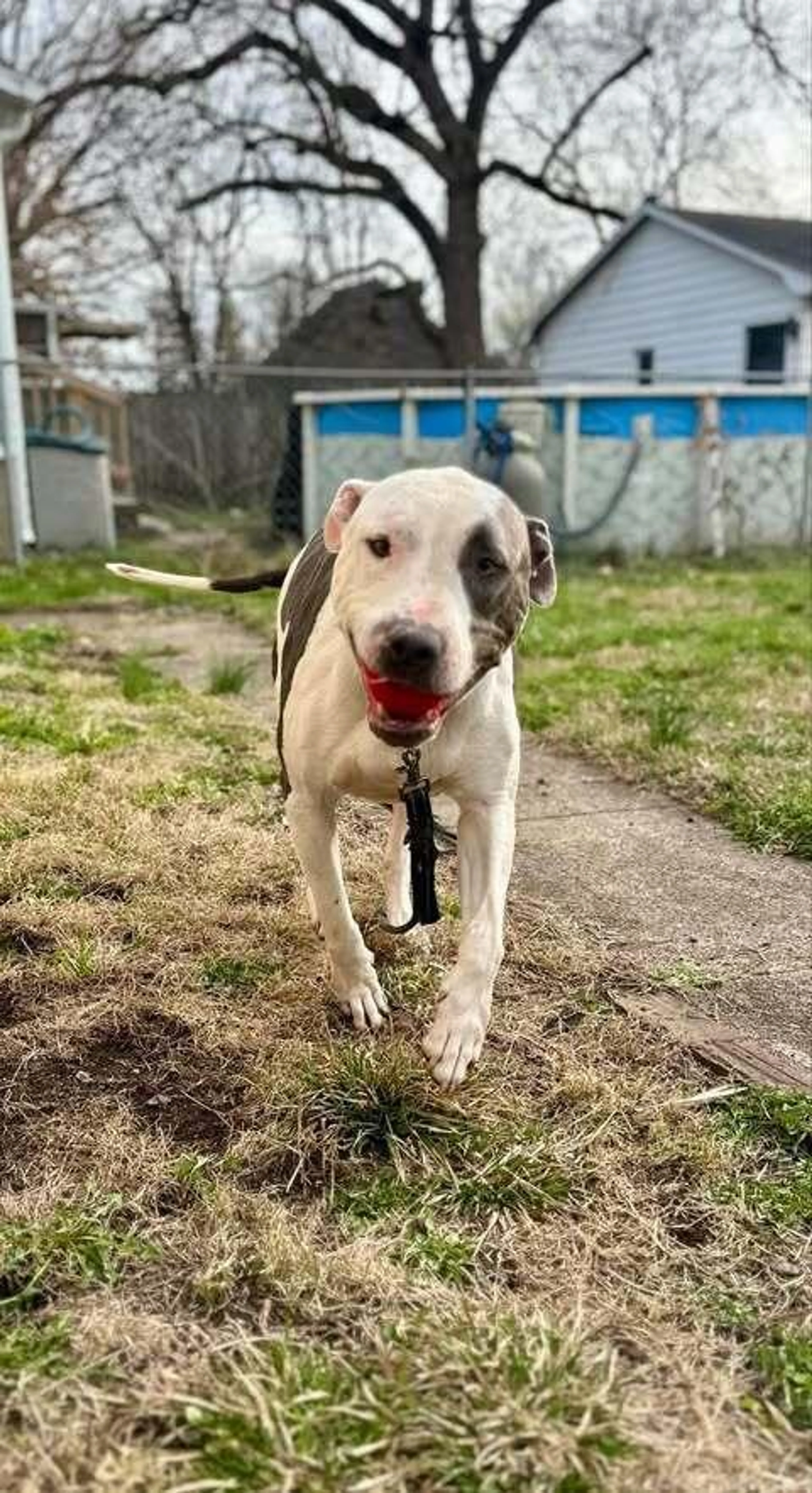 Found pet-1